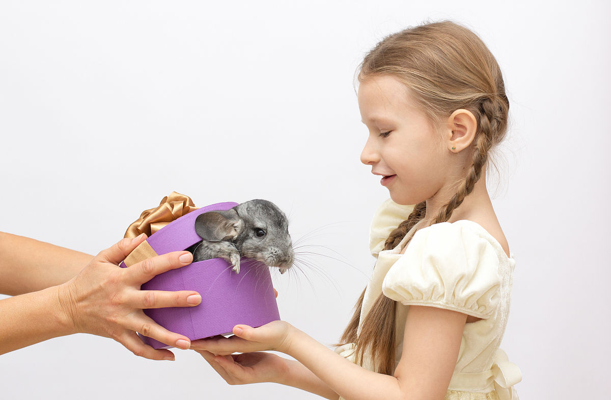 龙猫 50个动作 搞笑 日常 拟人