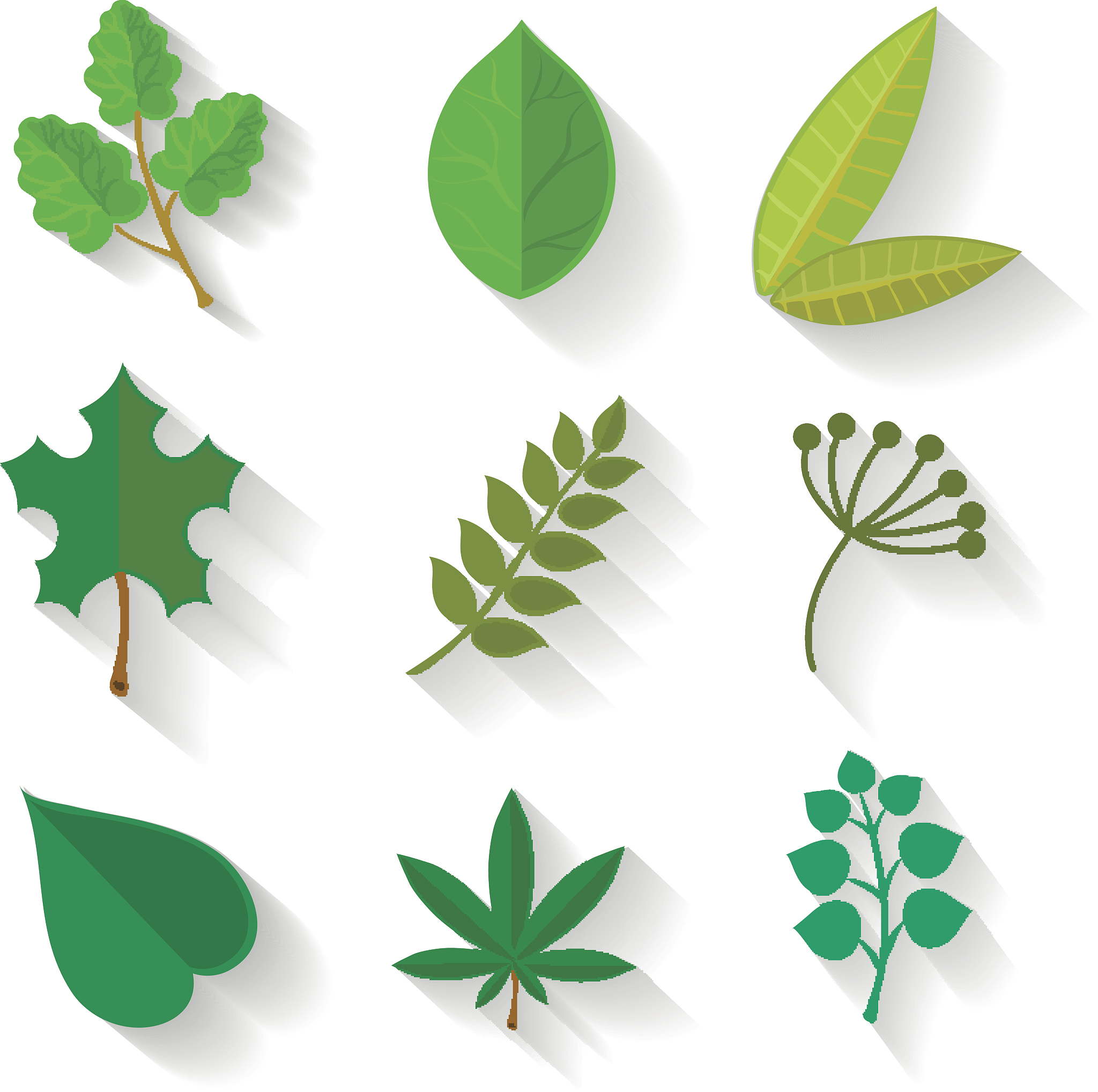 树叶形状多样性：原因、功能及演化