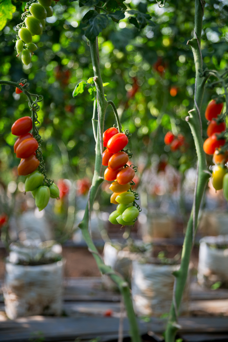 河南农业职业学院专业有哪些？专业介绍