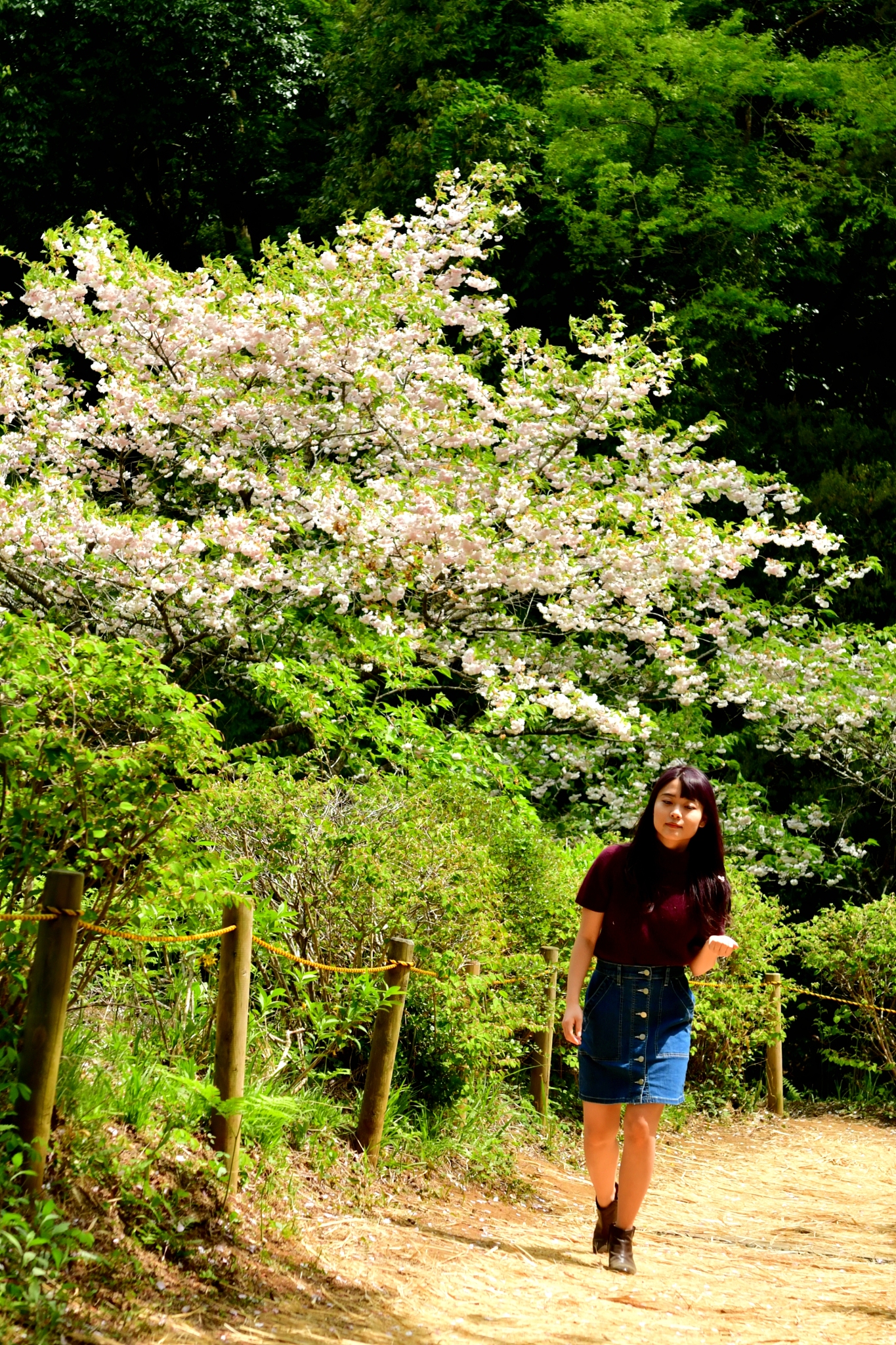 young japanese woman walking in forest with cherry blossom behin