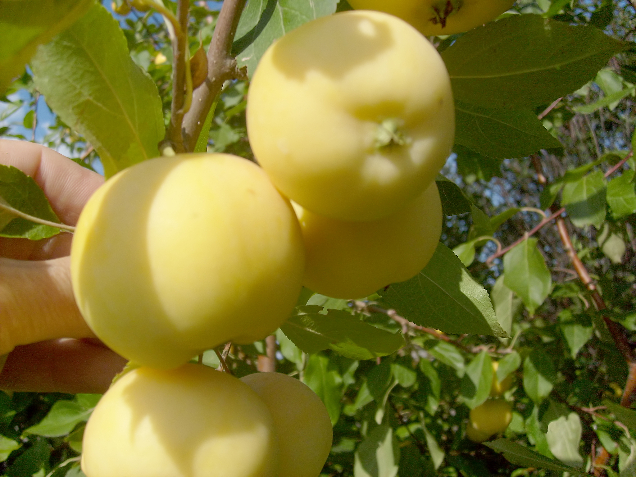 Apple 的复数形式是什么？