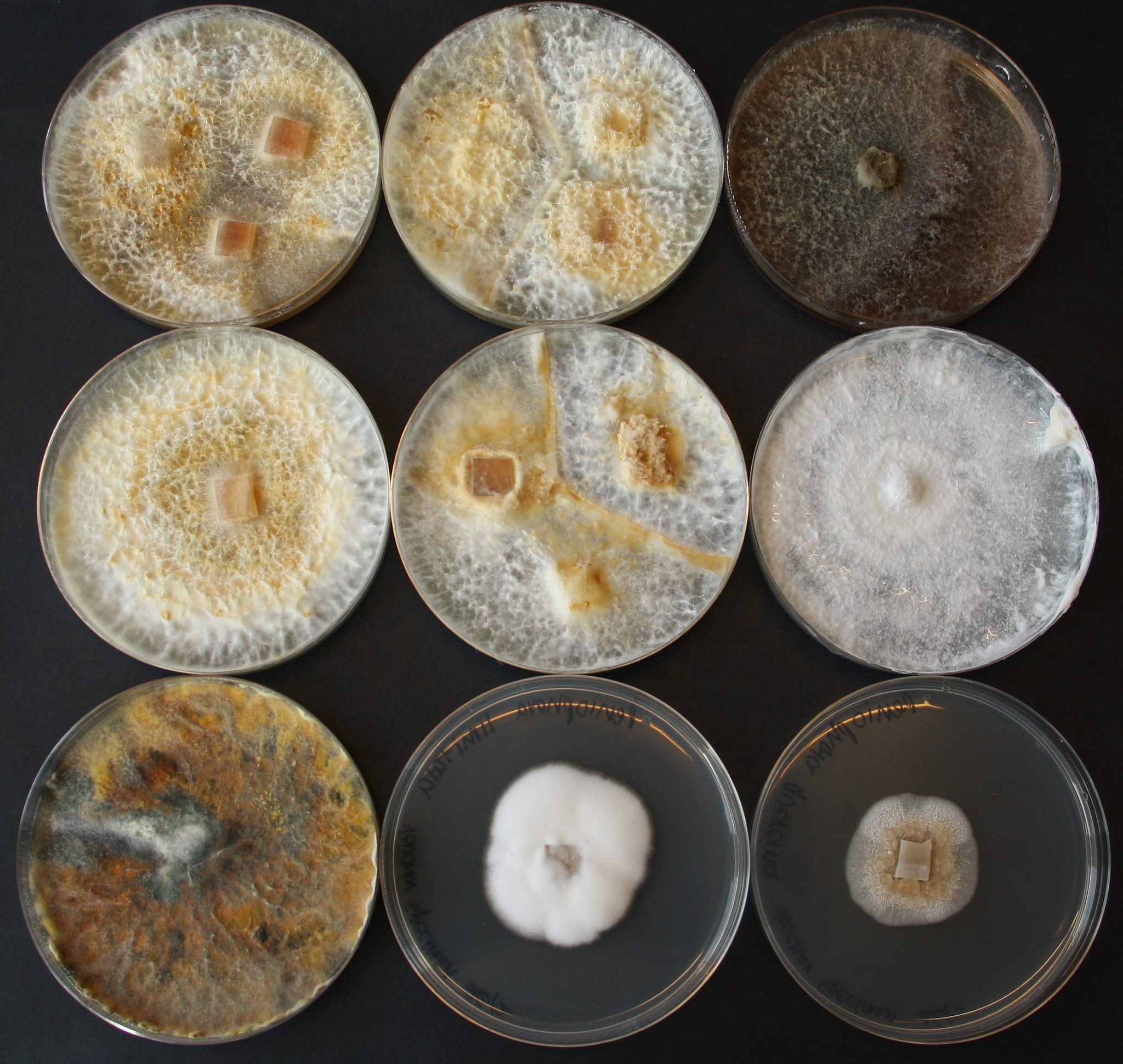 Fungal Diversity 期刊：研究真菌多样性的国际平台