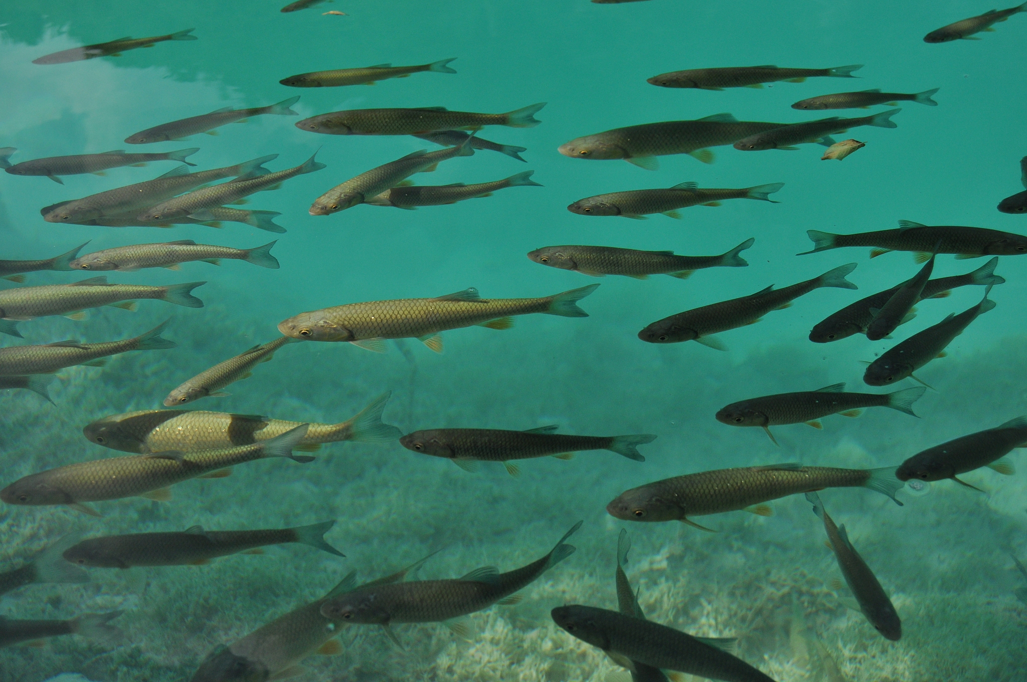 fish floating near the surface of the water in the overgrown lak