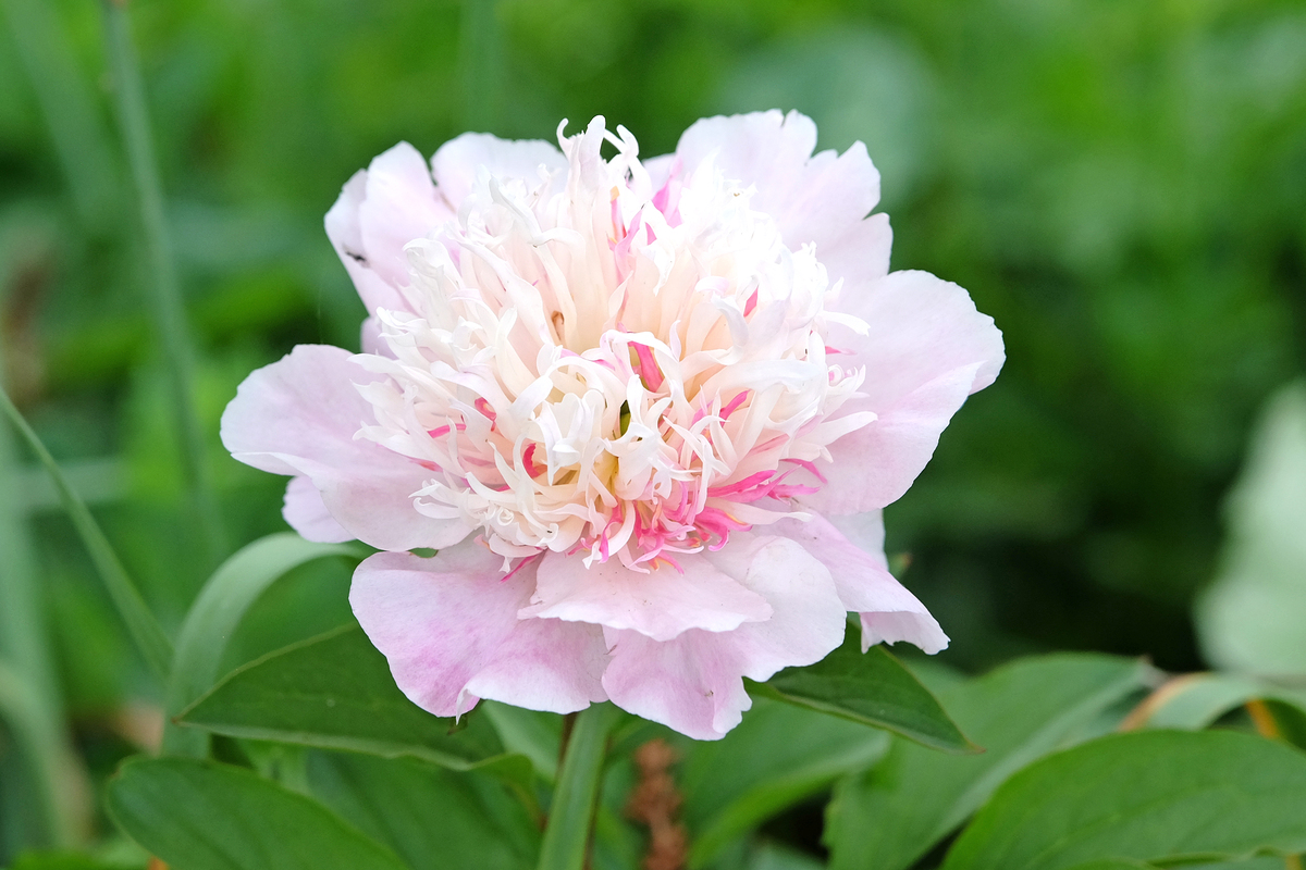 十二月花名歌：二年级课文，300字以上介绍常见花卉