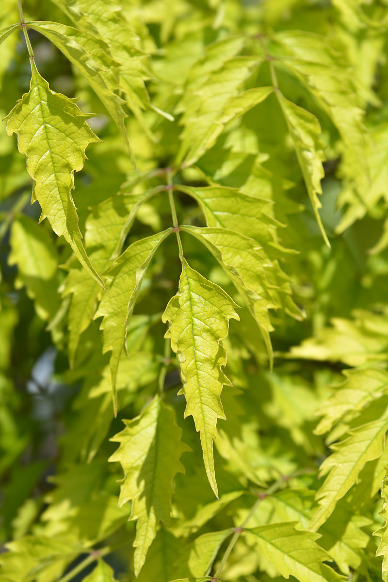 英雄联盟盖伦出装
