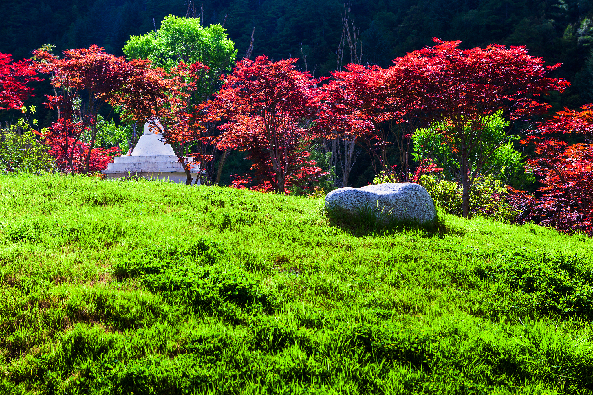 写一篇关于延安市园林彩叶植物应用模式中的群植或片植。