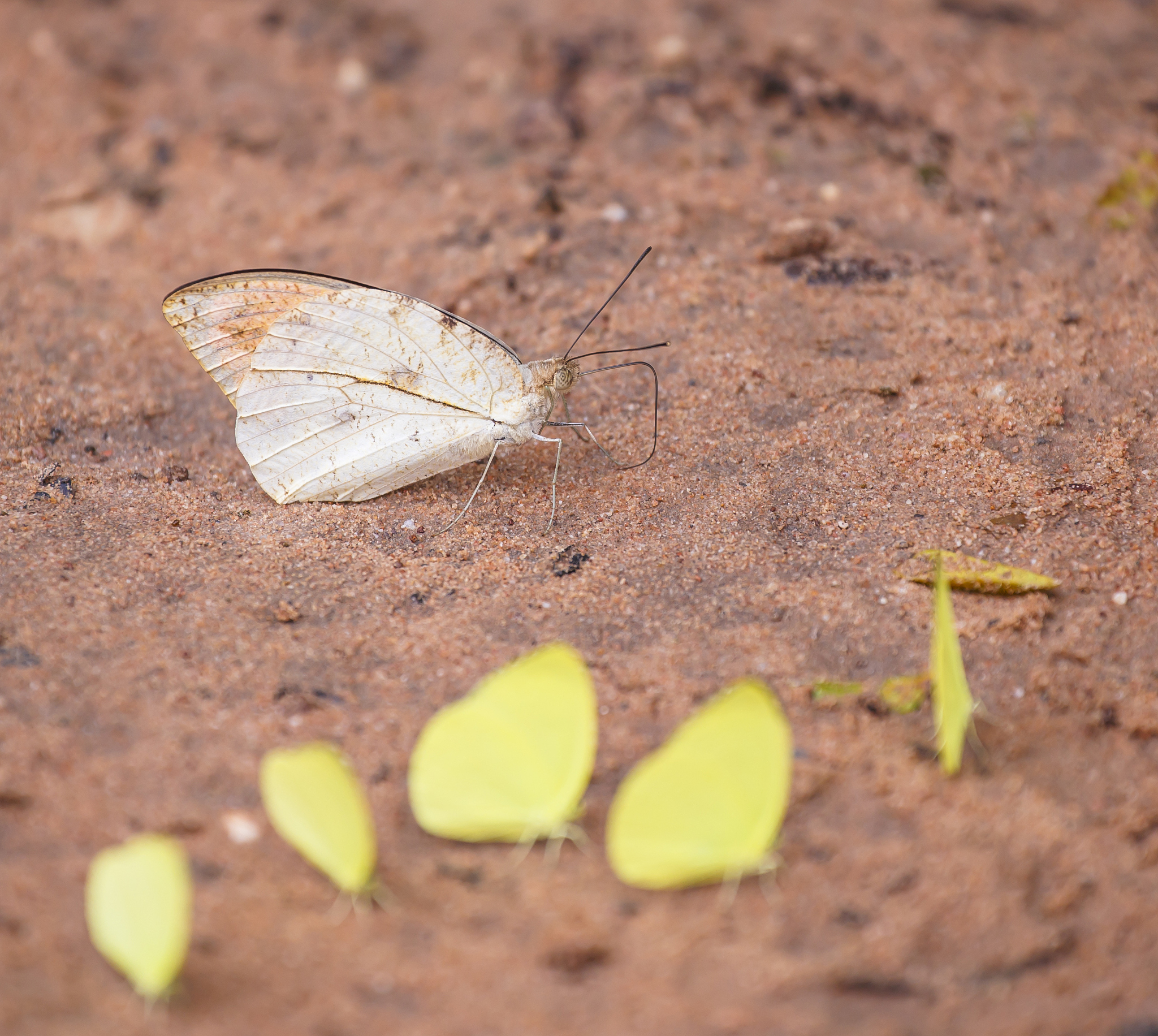螳螂破茧：勇敢与坚持的故事