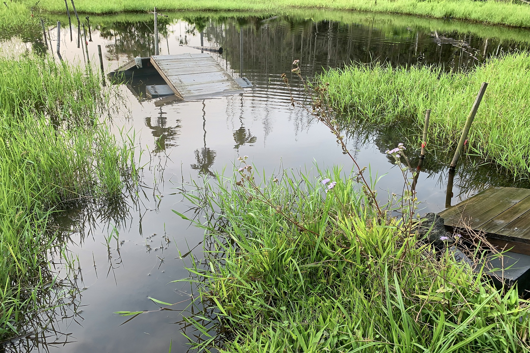 人工湿地技术前沿综述：高效、多功能的未来趋势