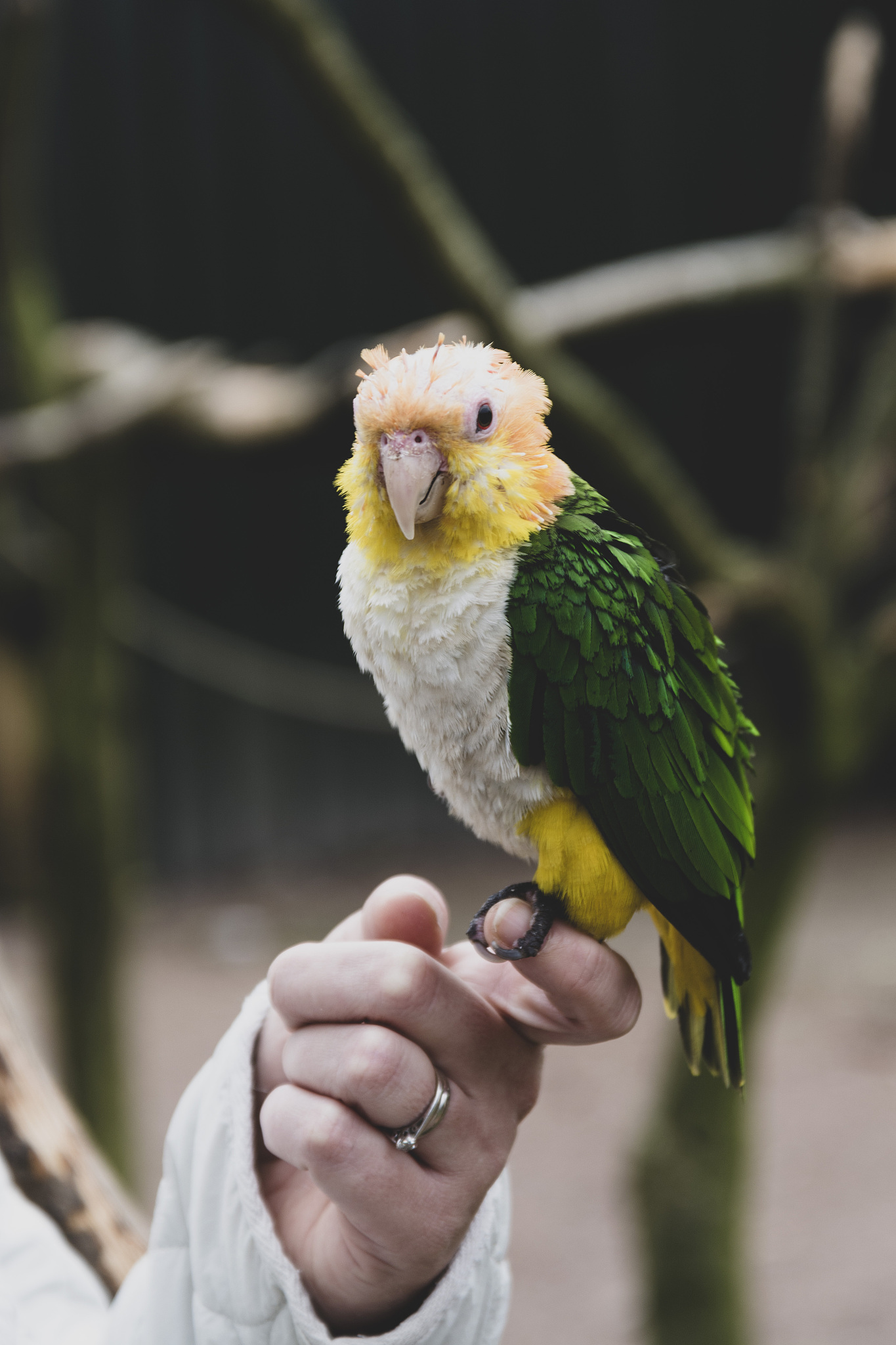 小葵花凤头鹦鹉是濒危物种吗他吃什么分筋错骨手是啥