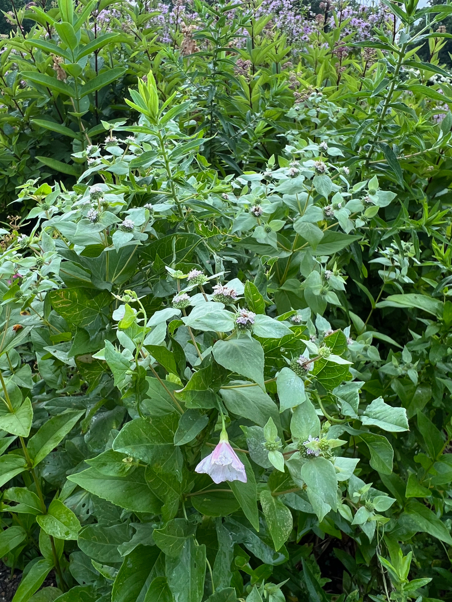 山薄荷和杂草