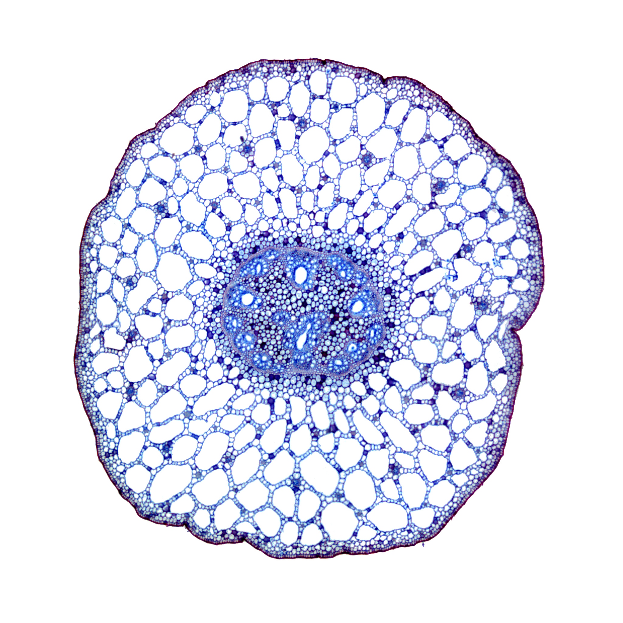 MICROBIOLOGY 期刊：微生物学研究的权威平台