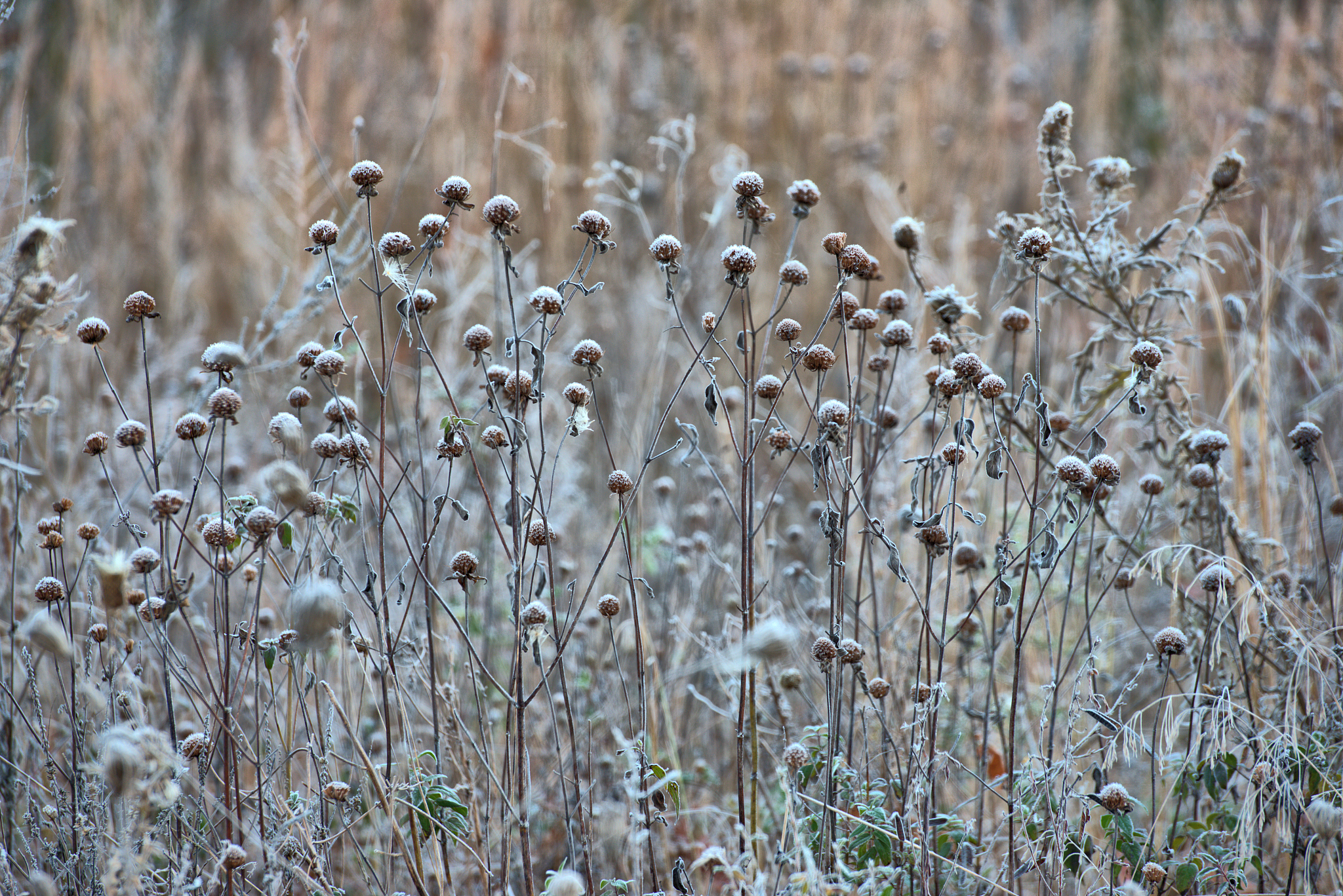 SOUTH AFRICAN JOURNAL OF BOTANY期刊收稿要求详细介绍