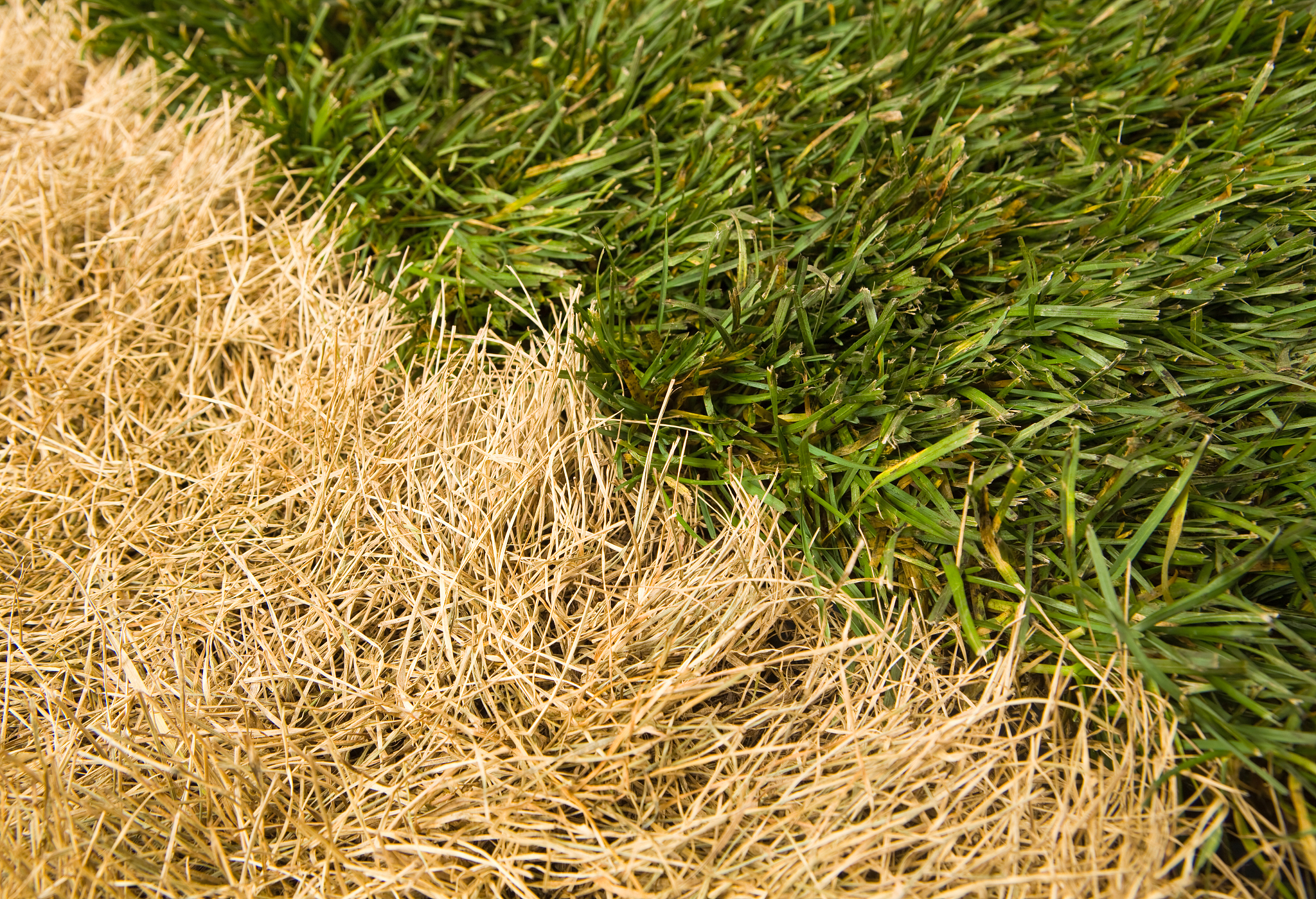 Evolution naturelle 运动春天在草坪上发挥作用。现在只需要一点点干燥就可以在表面上进行良好的切割