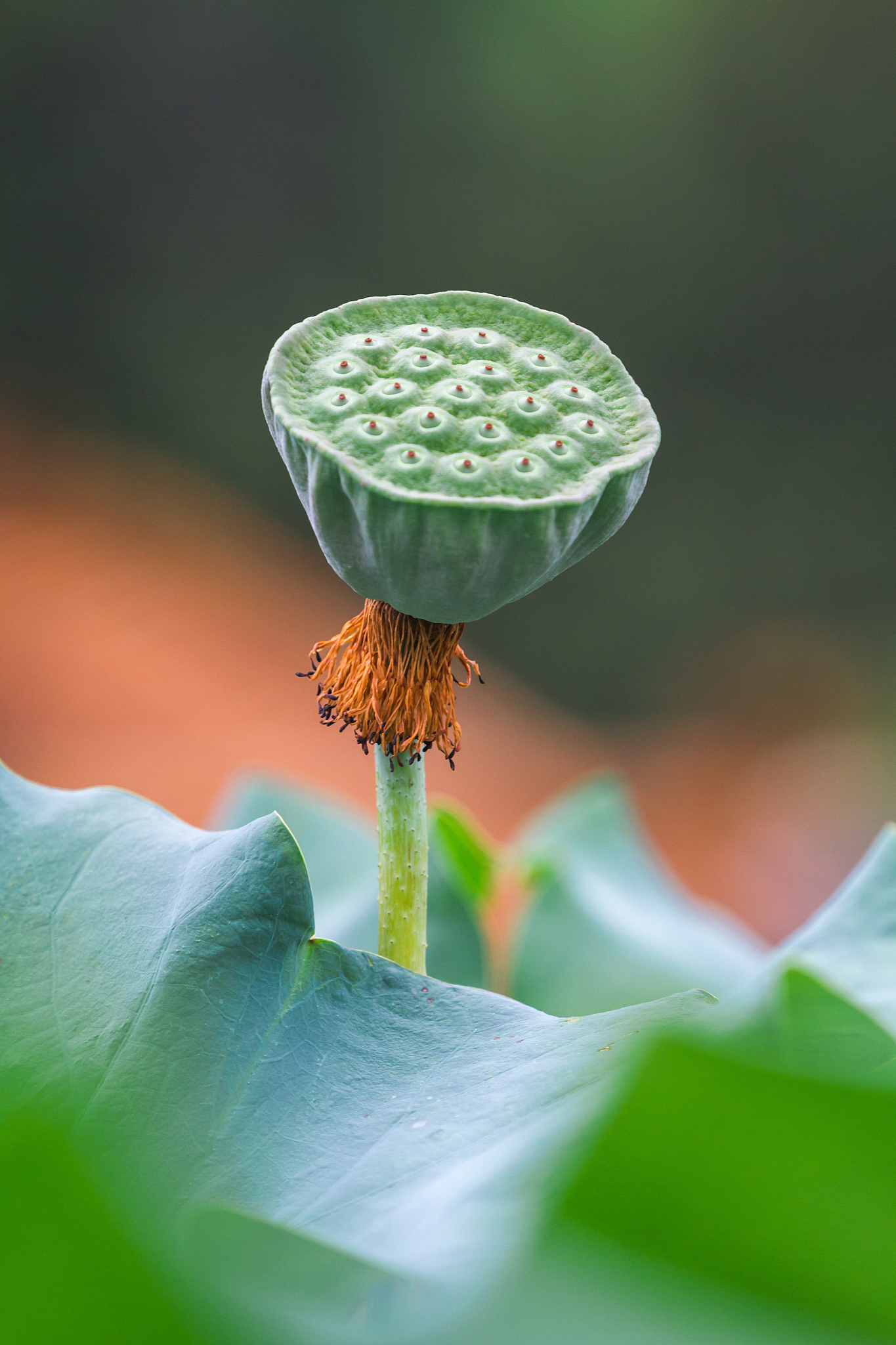 莲蓬保存方法：新鲜莲蓬的最佳保存技巧 - 保鲜指南