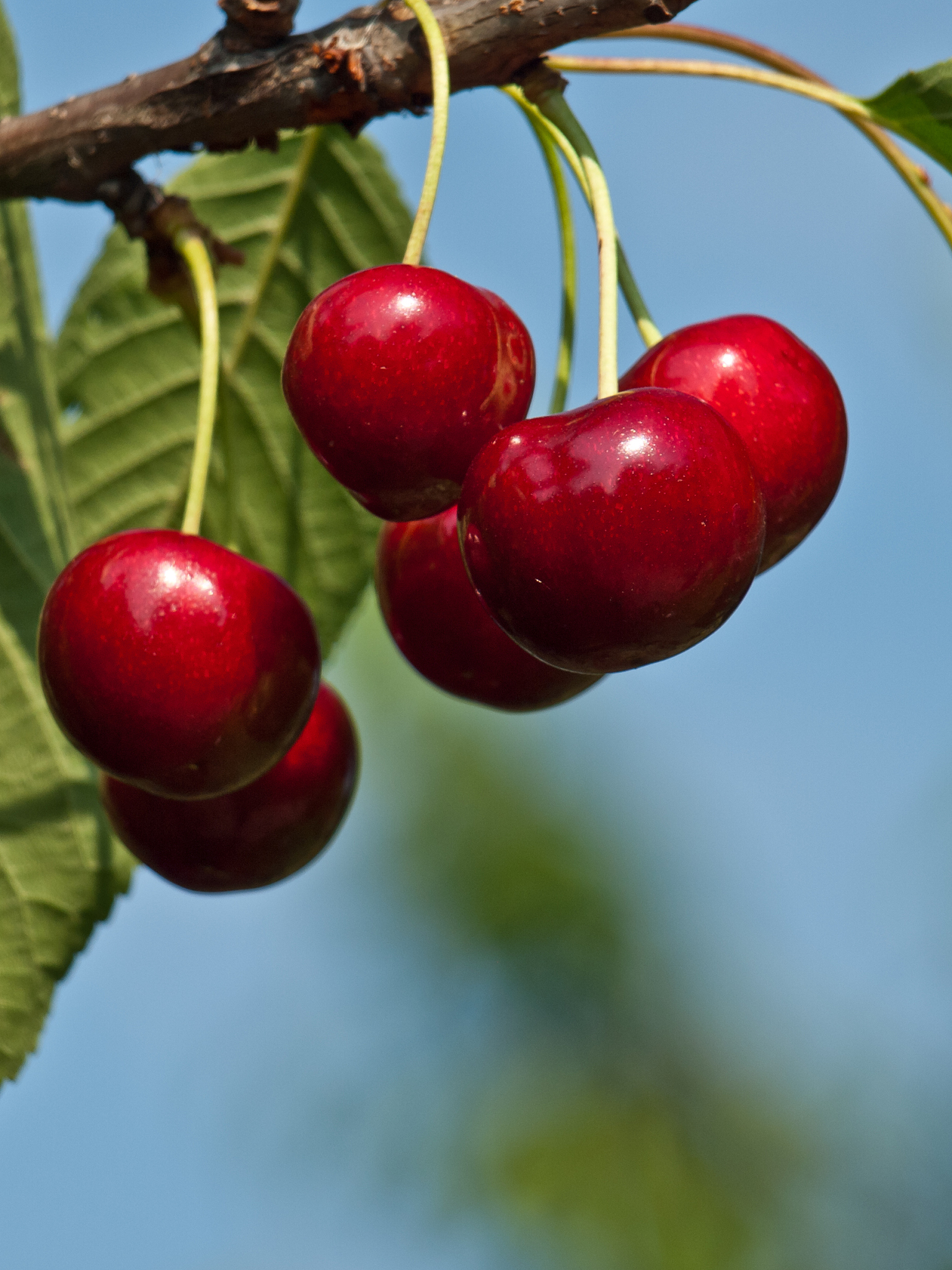 sweet red cherry background
