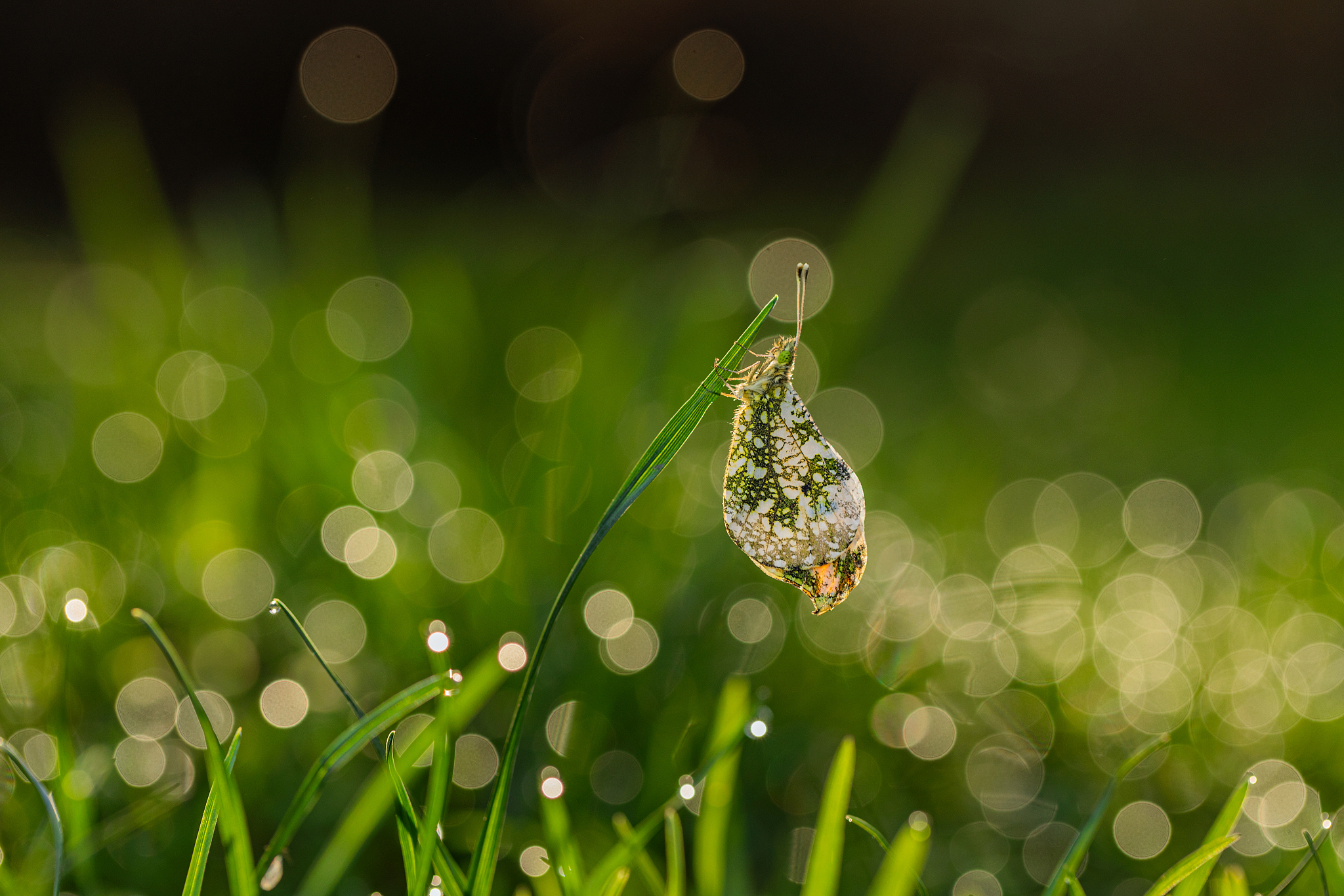 接下来我要测试你的字数上线请写一个故事能写多少字就写多少字从前有一个小男孩他叫小明。小明是一个非常好奇的孩子他总是充满了探索精神。有一天小明在森林里玩耍他看到了一只非常漂亮的蝴蝶。蝴蝶在花丛中飞舞小明跟着它一直追了很久。最后小明终于抓住了蝴蝶。他非常高兴因为他从来没有抓到过这么漂亮的蝴蝶。但是当他抓住蝴蝶的时候他发现蝴蝶的翅膀被他抓坏了。小明非常难过他觉得自己做错了。他放开了蝴蝶但是蝴蝶已经不能飞