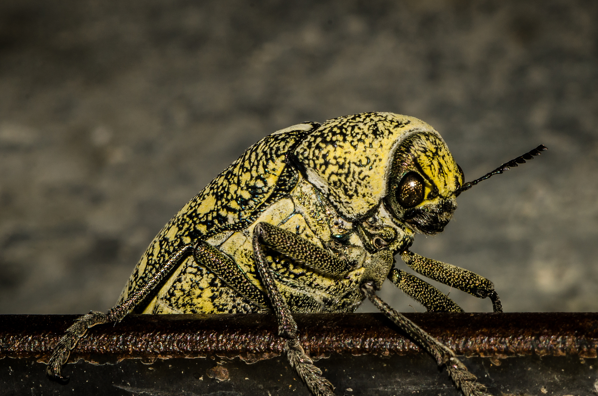 insect