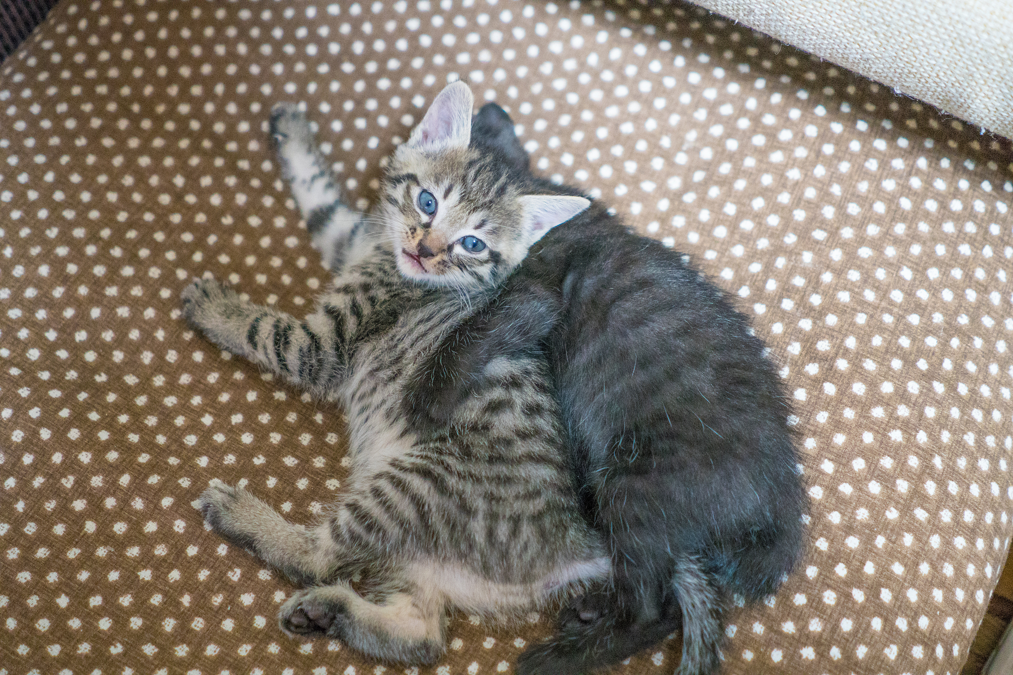 kitten