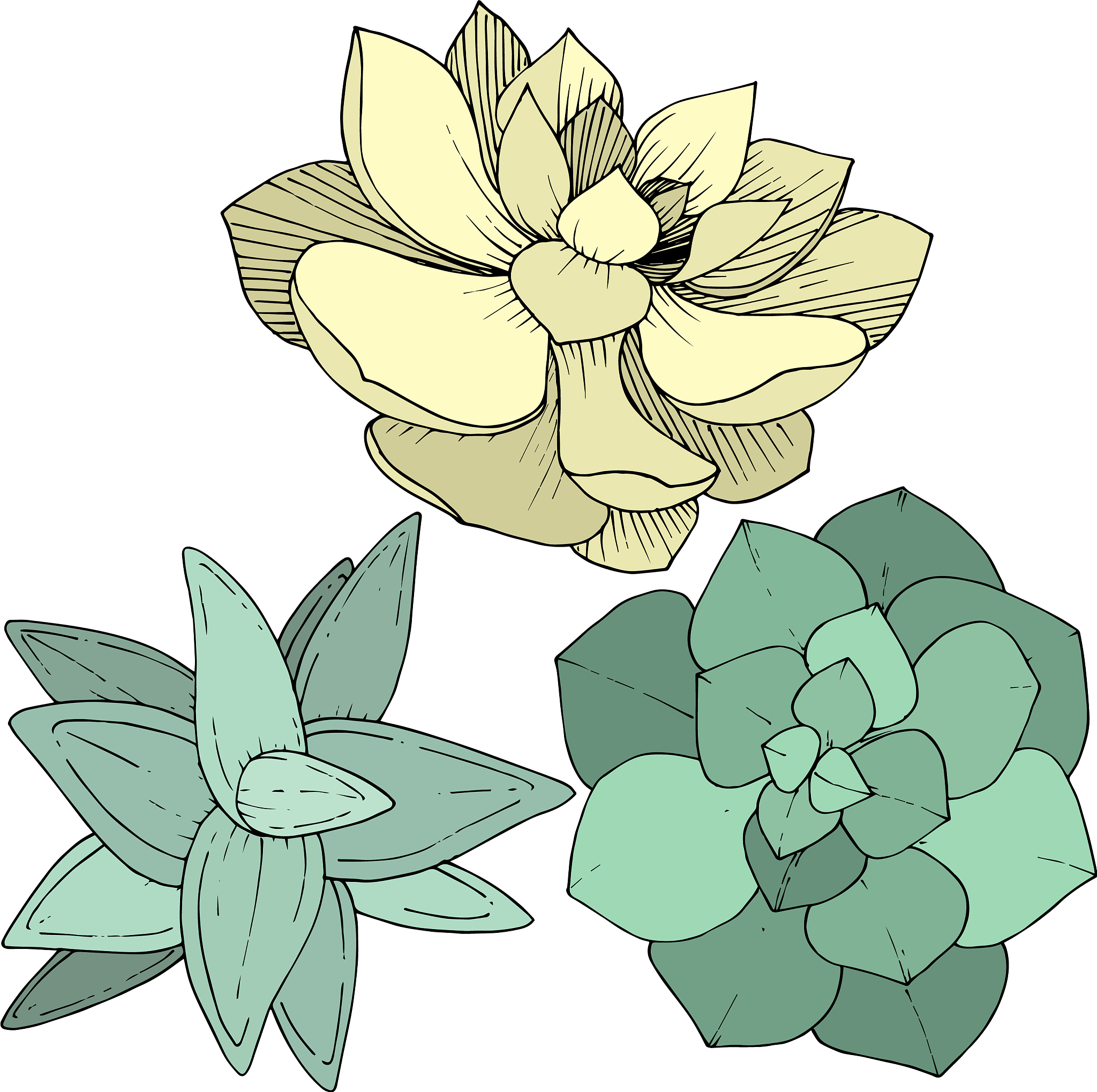 succulents floral botanical flower
