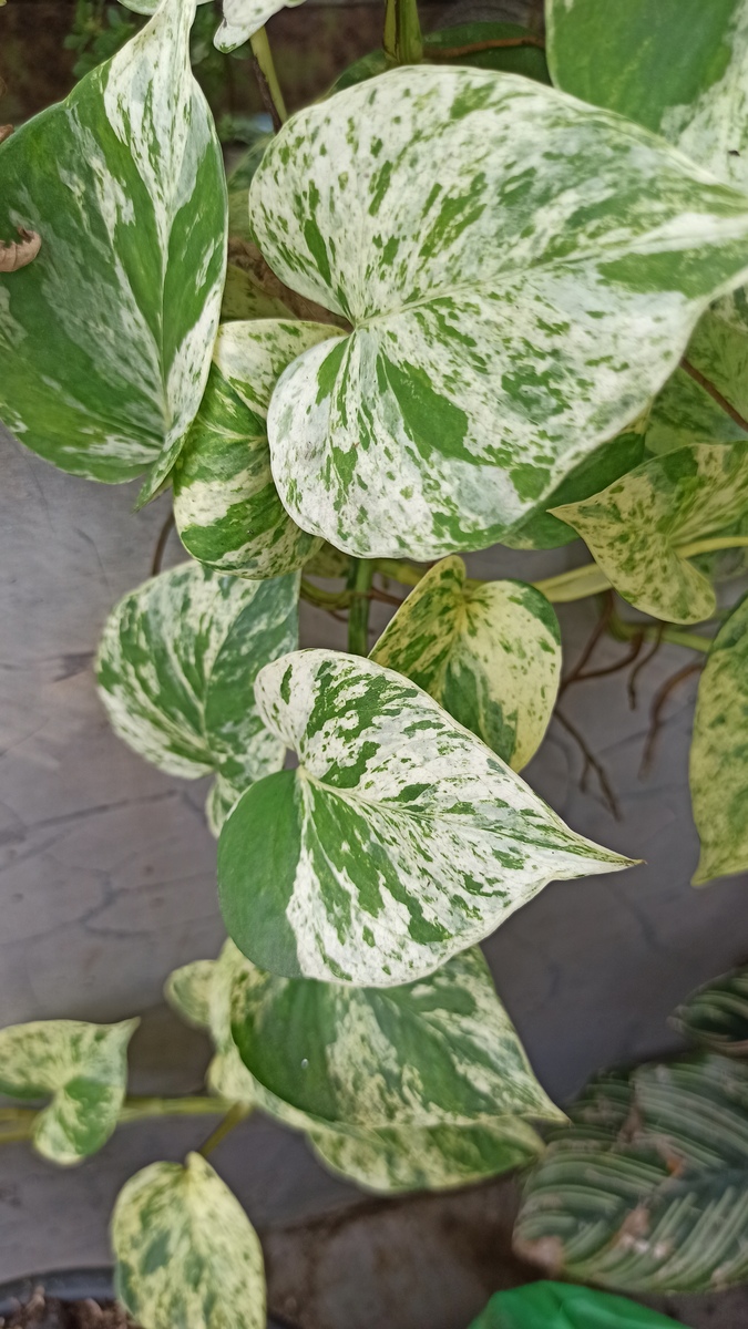 叶子发黄焦边干枯？快速排查原因，拯救你的植物！