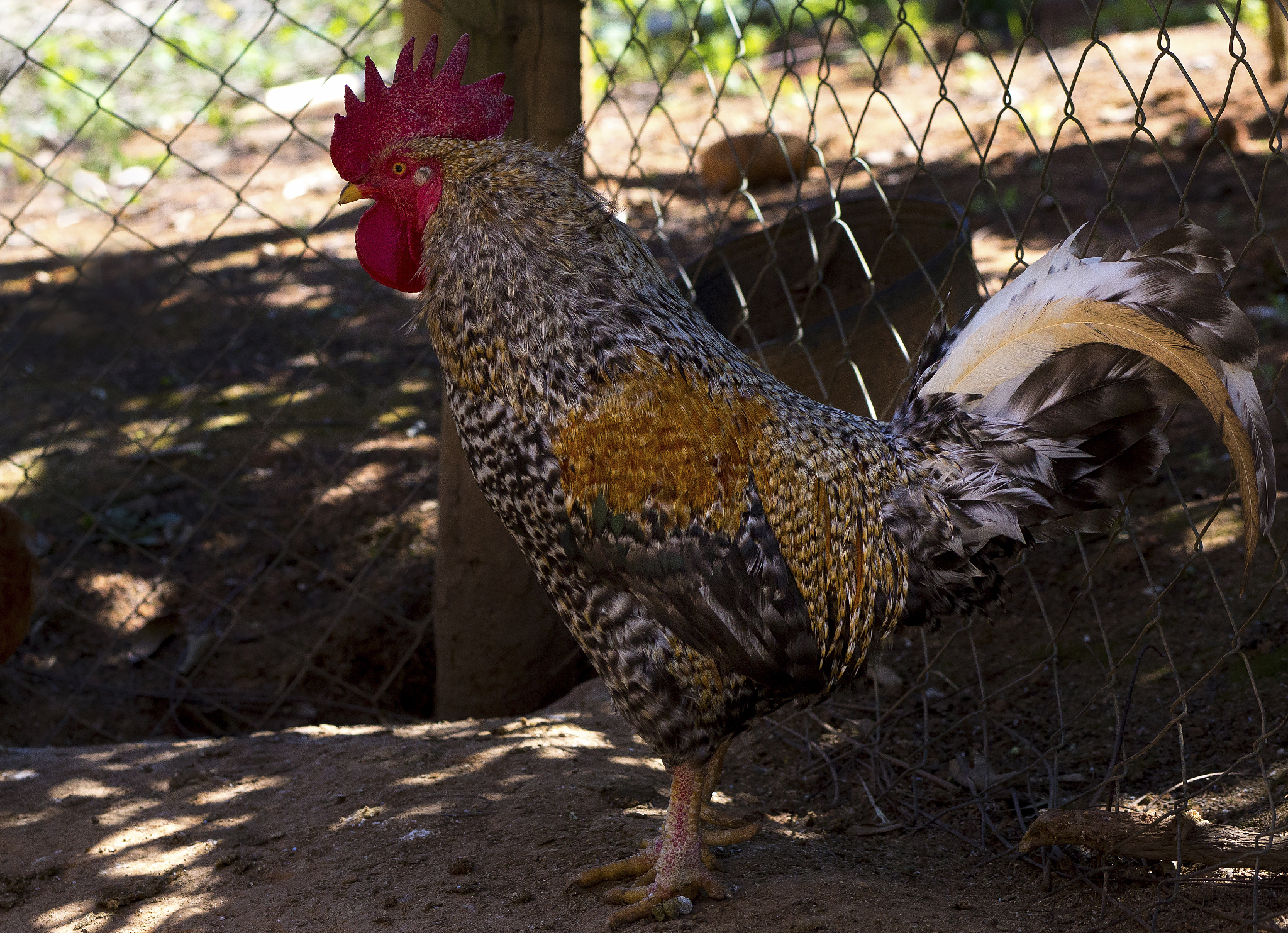 rooster
