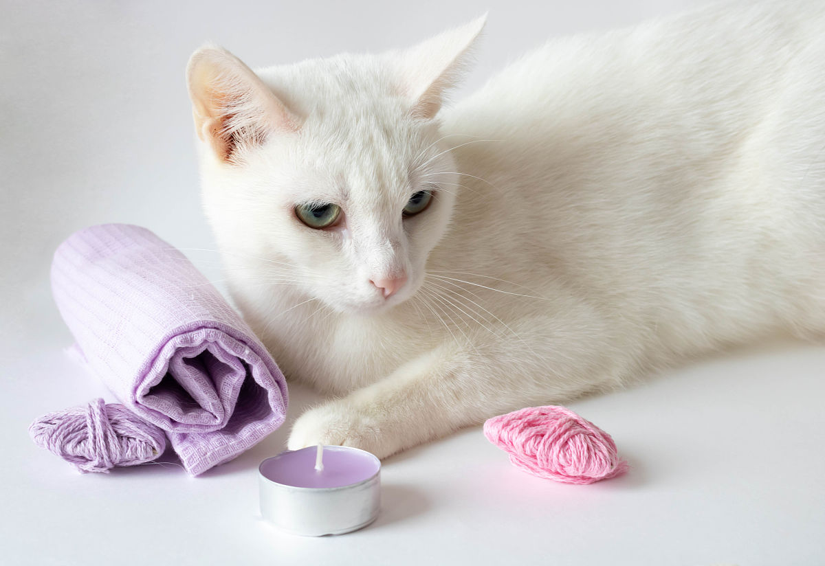 小猫莉莉的毛巾狂热症！你家猫也这样吗？