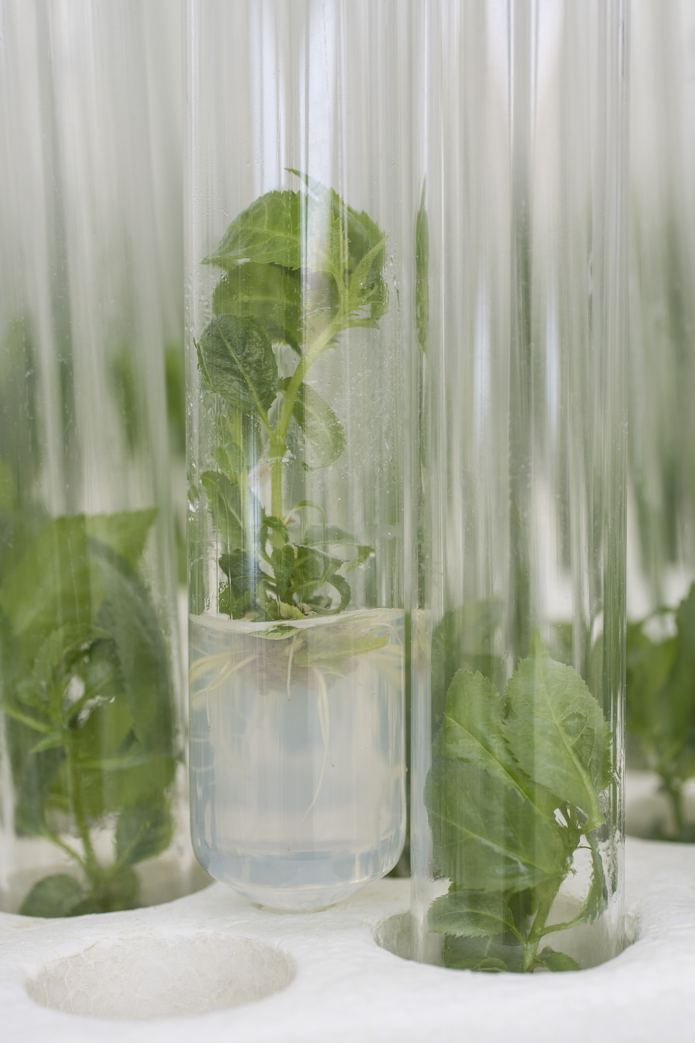 菲律宾生殖诊所推荐：帕西夫科技、马尼拉医学中心等