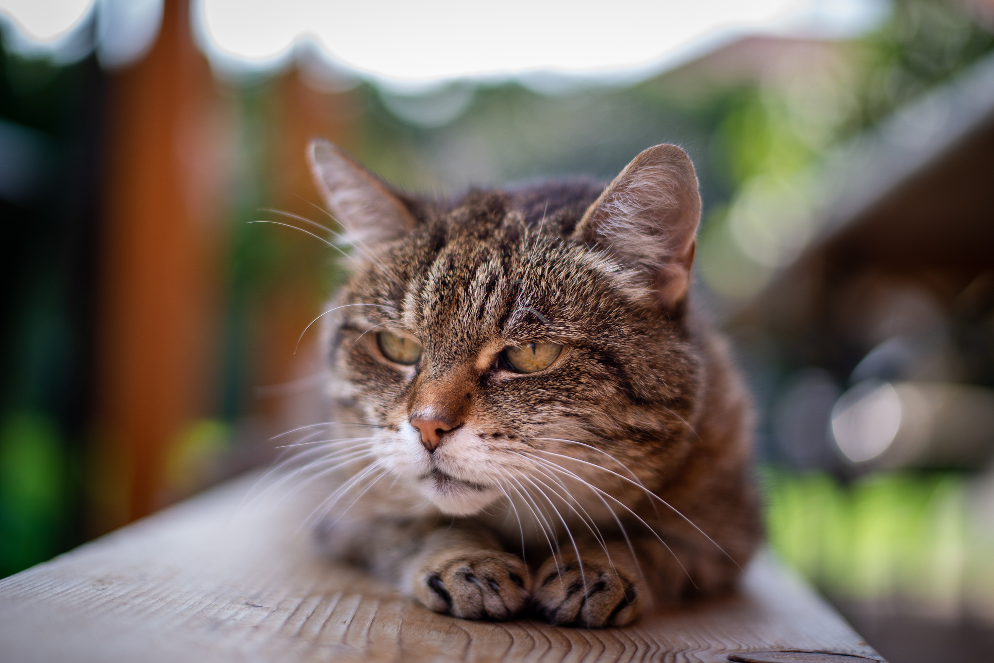 domestic cat