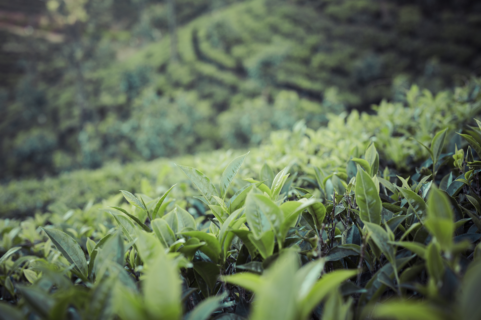 武陵源92年种的茶叶品种回答+拓展