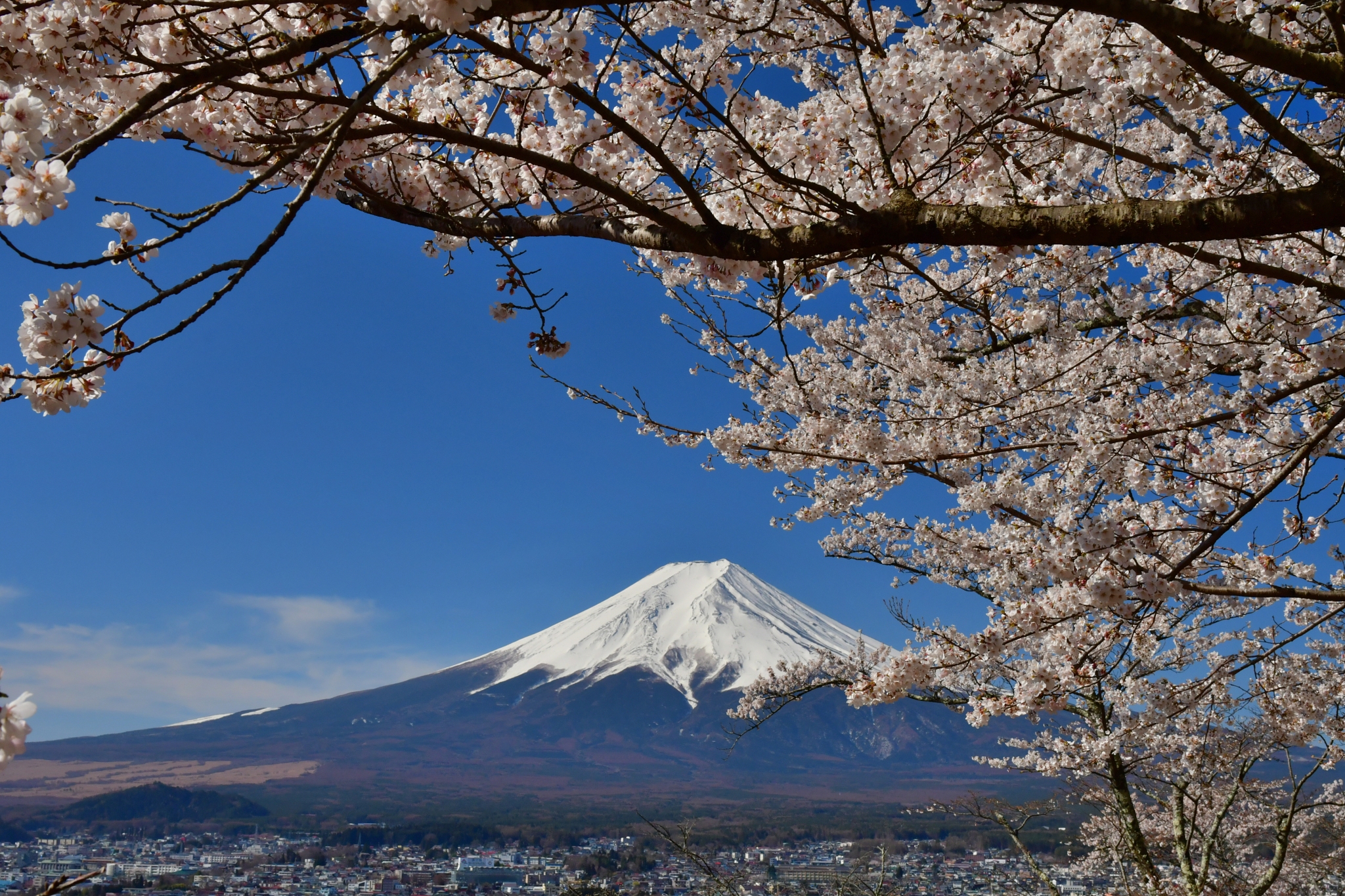 mt fuji and cherry blossom; view from arakurayama sengen park, f