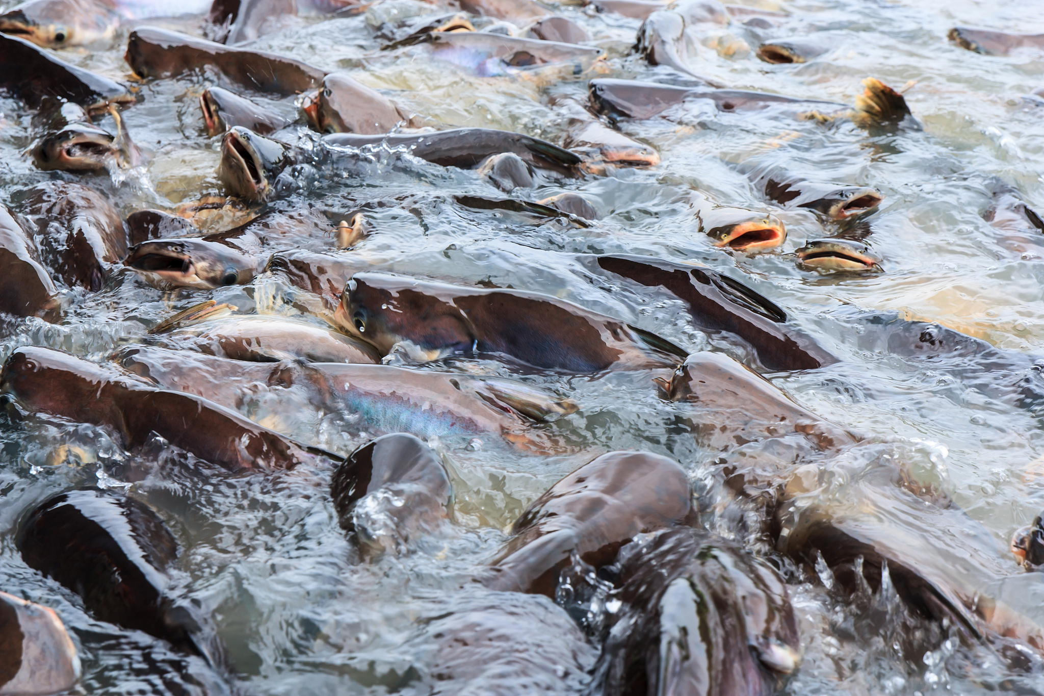 鲑鱼产卵后会死吗？揭秘鲑鱼生命中的最后旅程