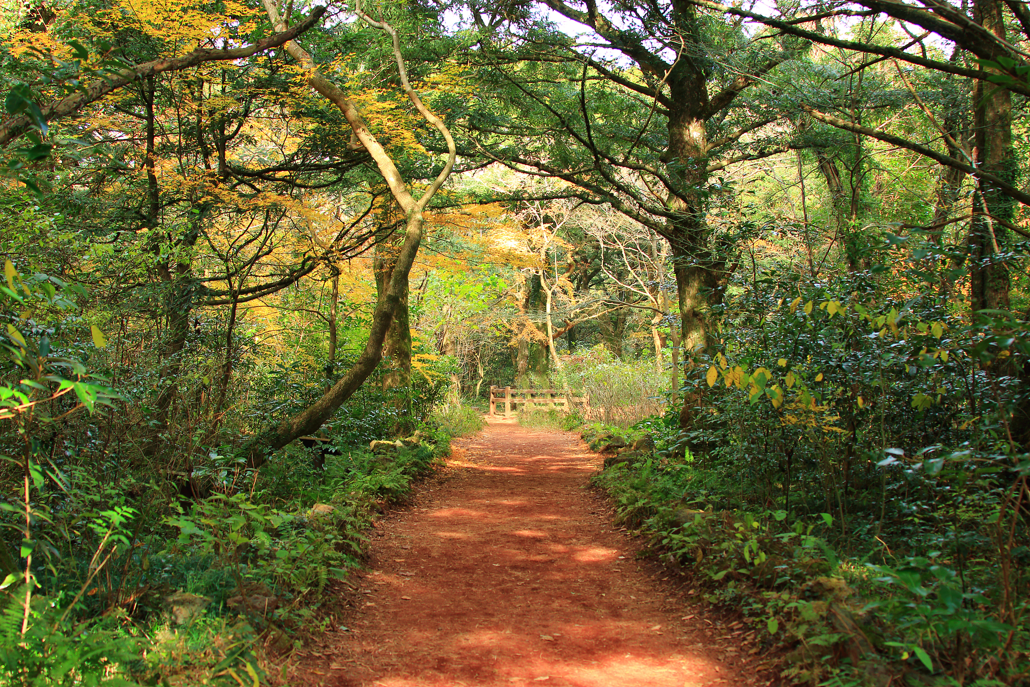 visa forest, forest, promenade, pitonchid,