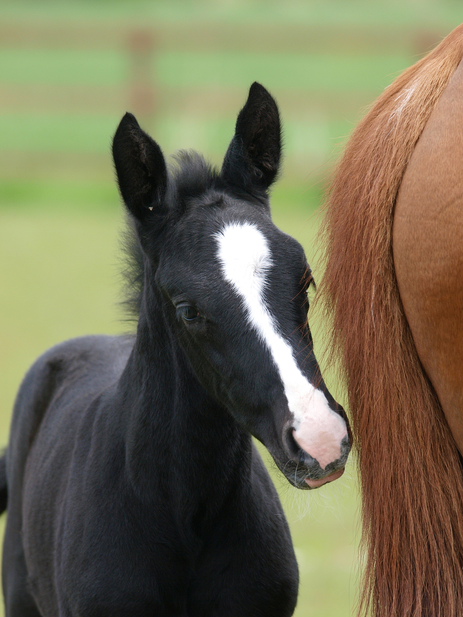 做题：# AHOI2006 斐波卡契的兔子## 题目描述卡卡开始养兔子了！妈妈给他买了一对刚出生的兔子卡卡了解到兔子的繁殖规律是这样的：才出生的一对兔子在一个月后将第一次生出一胎 $a$ 对兔子接着在出生后的二个月又将生出 $b$ 对兔子在第三个月和以后每个月都会繁殖 $c$ 对兔子$a le b le c$。 由斐波纳契数列我们知道兔子的繁殖速度是很快的然而卡卡有兔子一样多的好朋友卡卡想在