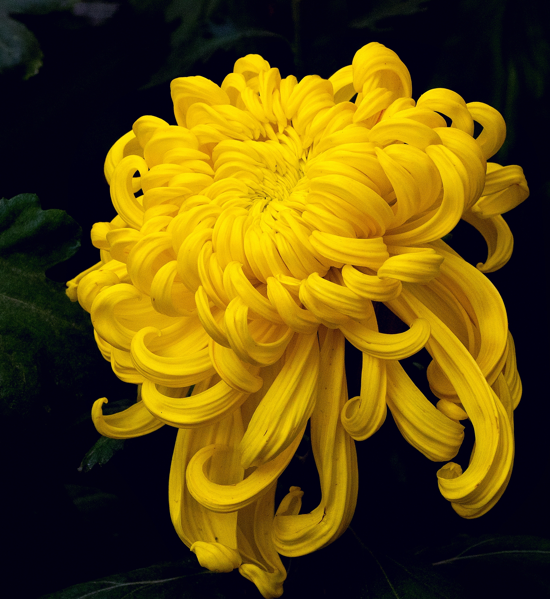 以菊之爱为主题结合实际引用诗句写一篇作文