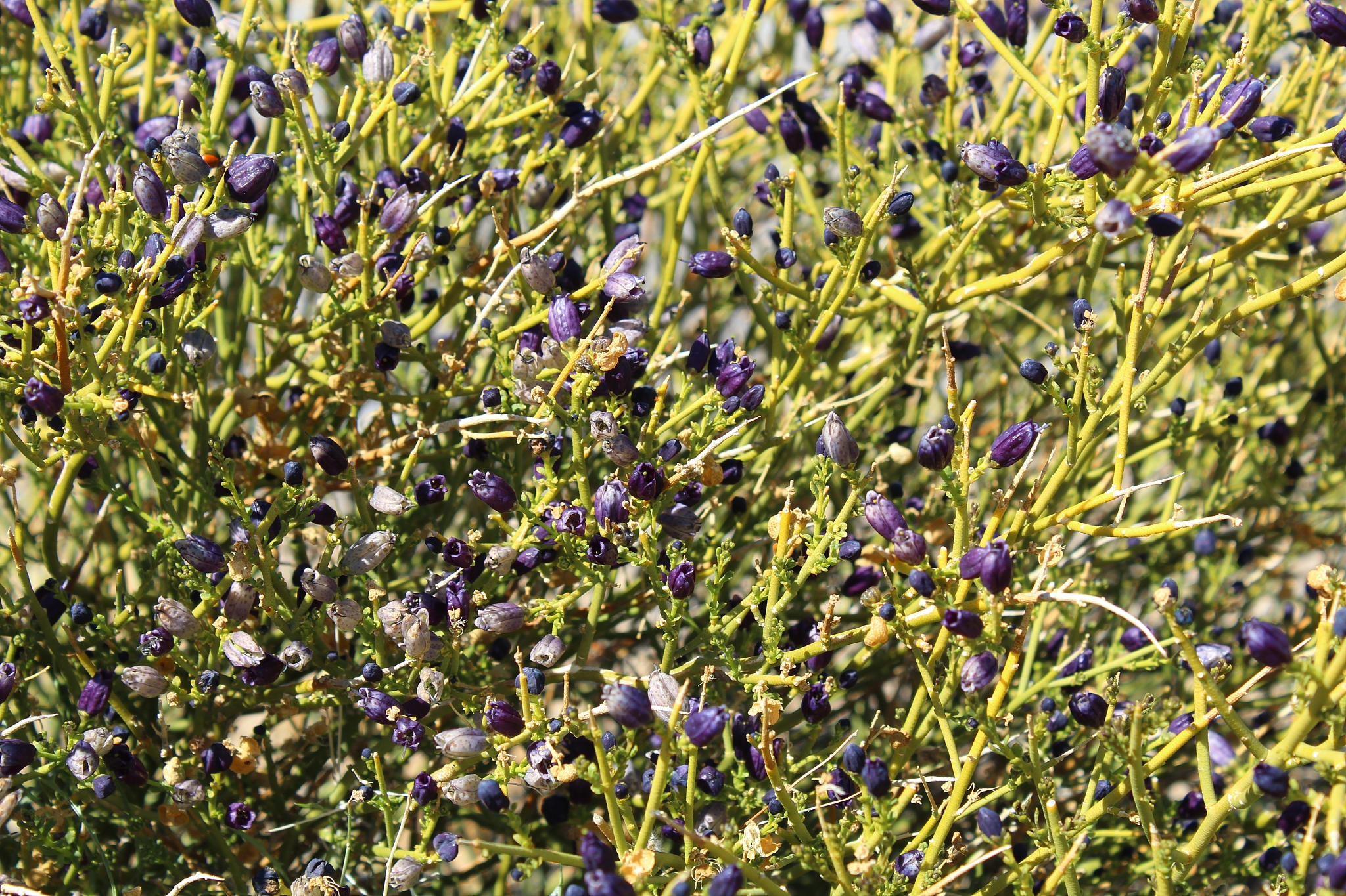 国家公园功能区边界问题：如何实现科学划分与有效管理？