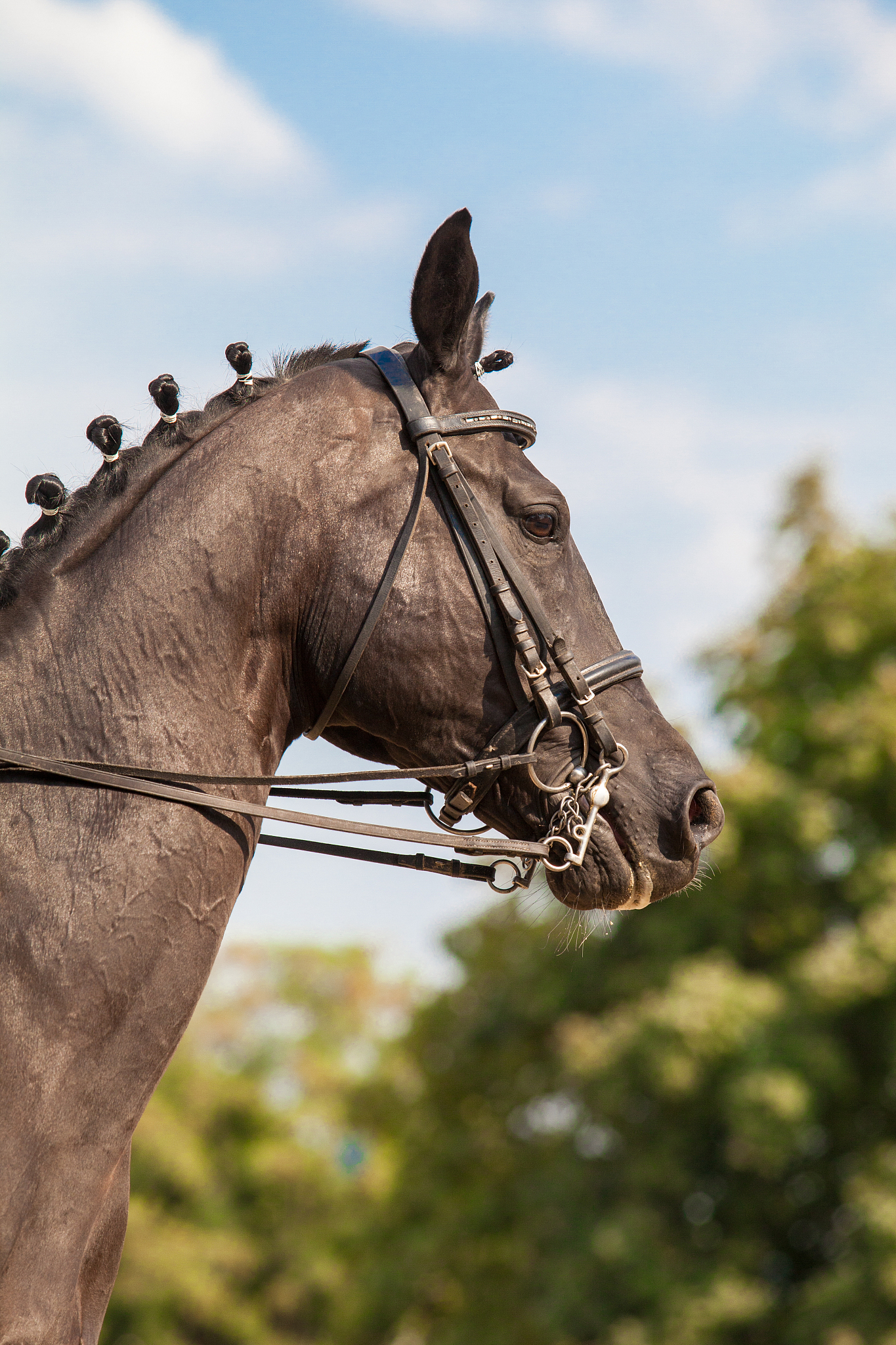 portrait of a horse's head