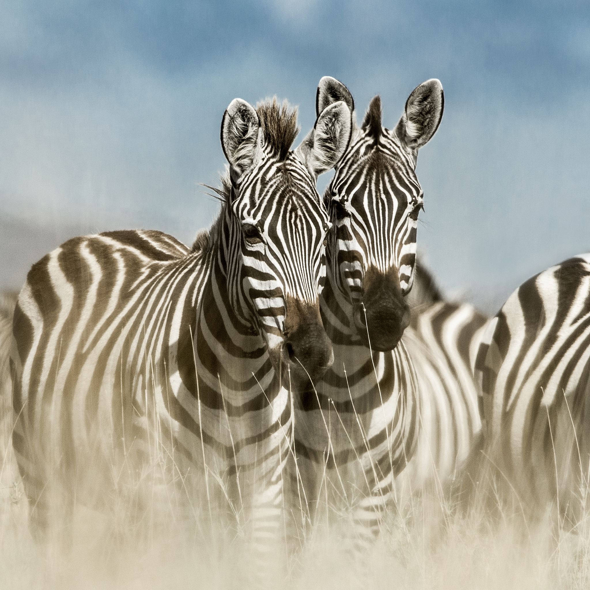 herd of zebra in the wild savannah, serengeti, africa