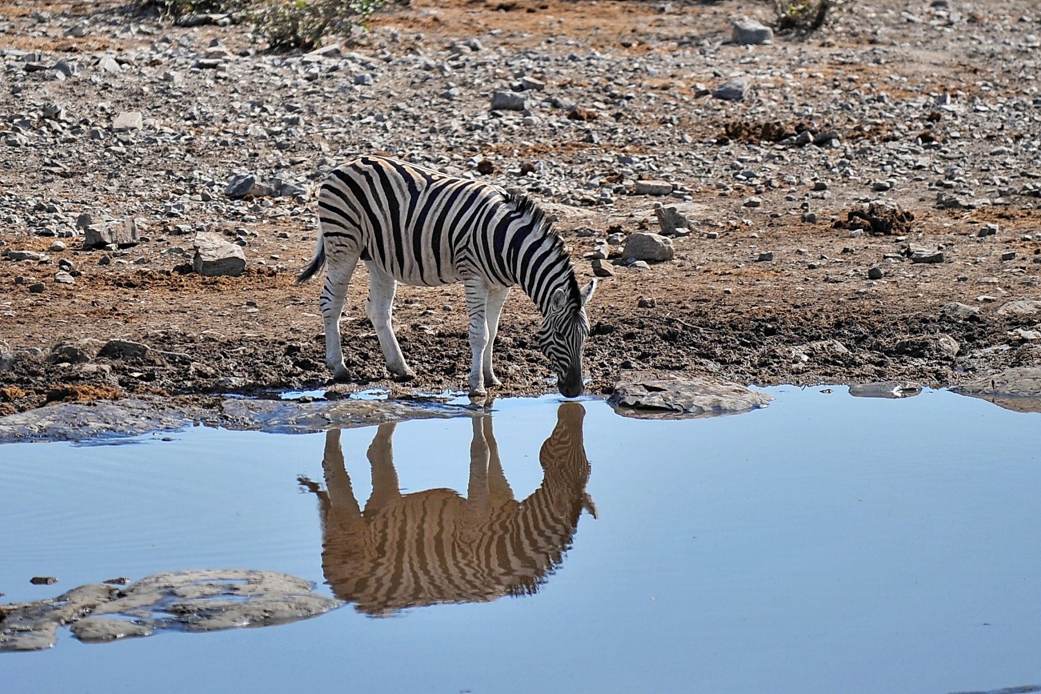 zebra wanders in the savannah in namibia.