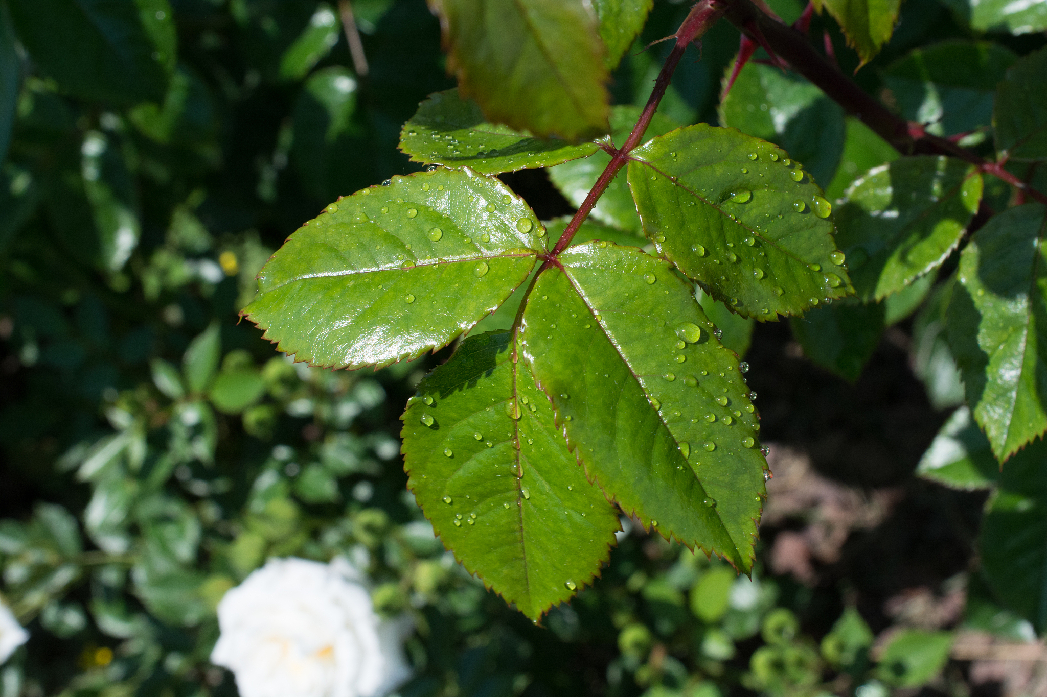 part of a tree in a garden in view