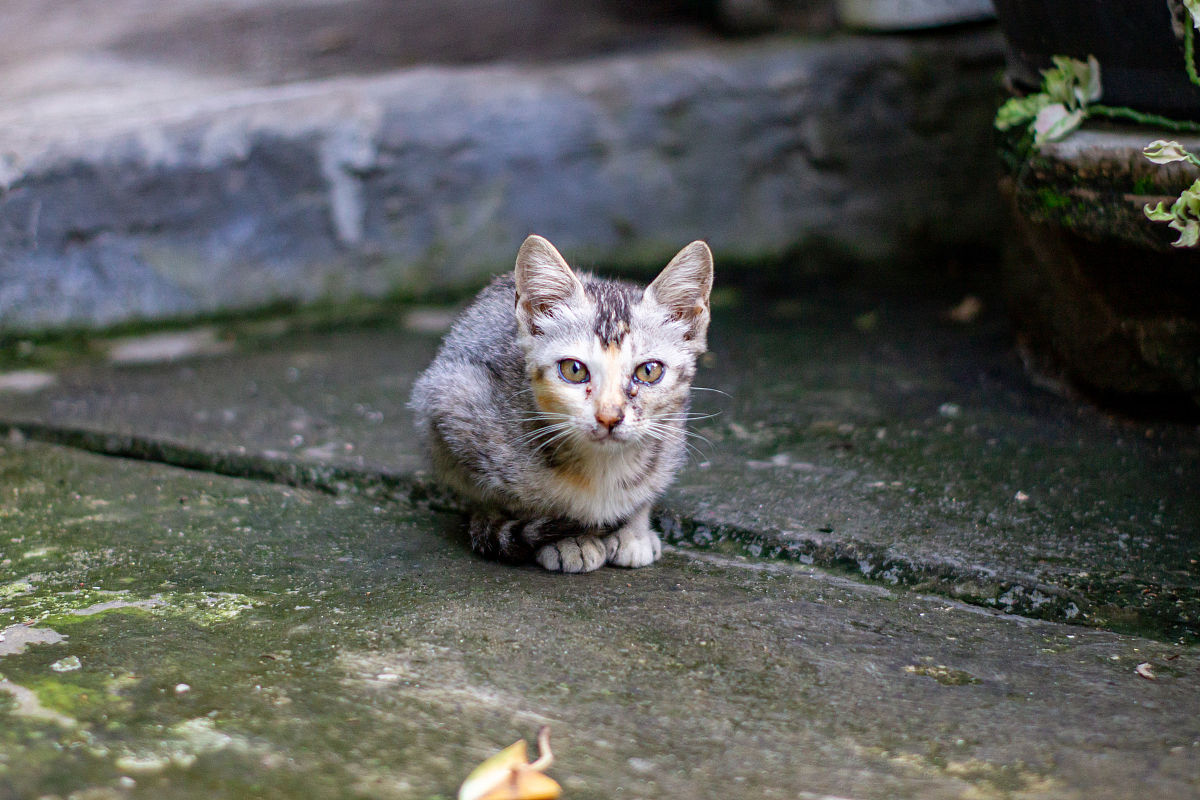 重庆医科大学：校园猫咪，温暖的守护者！