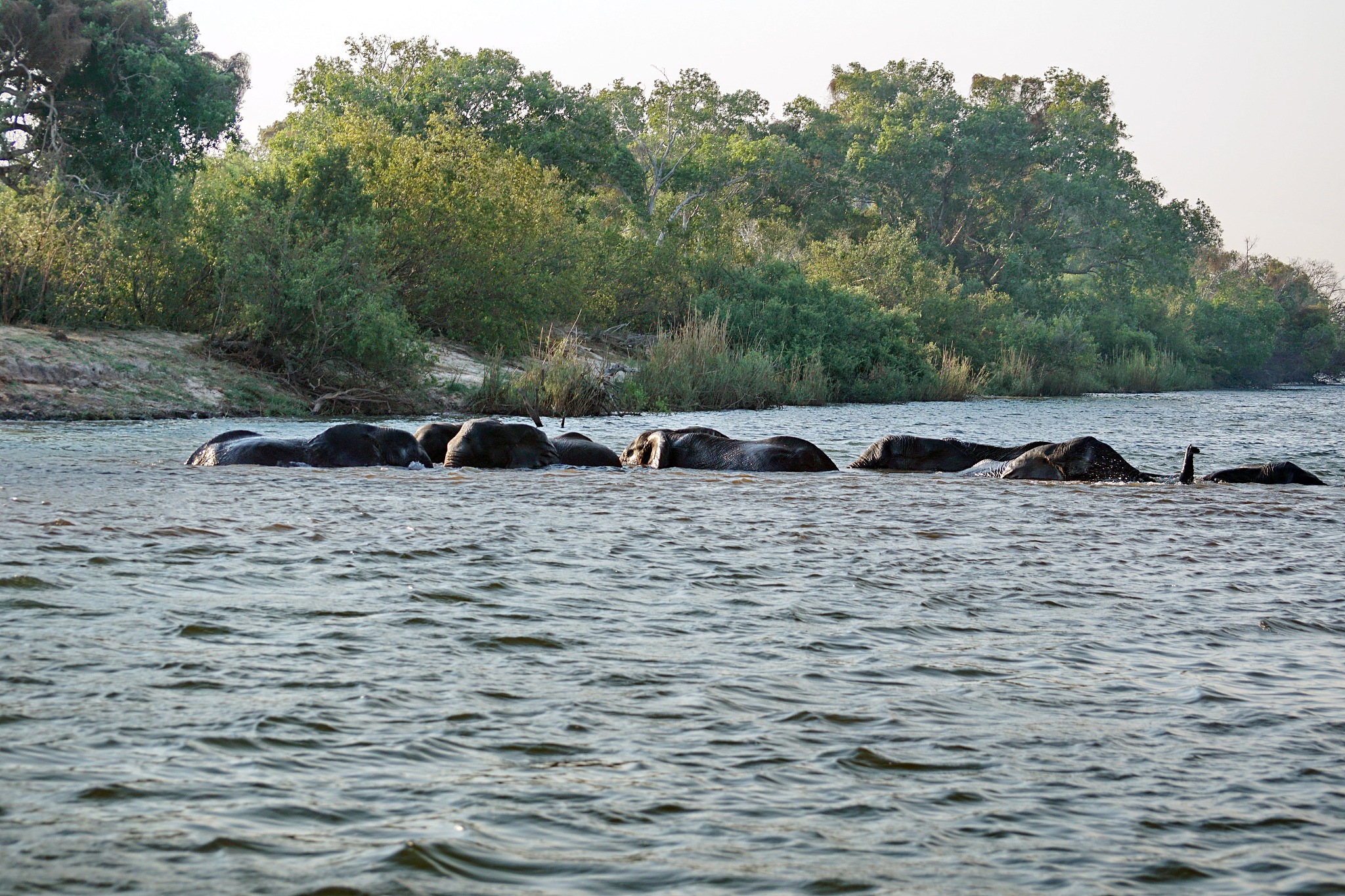 herd of elephants crossing the river