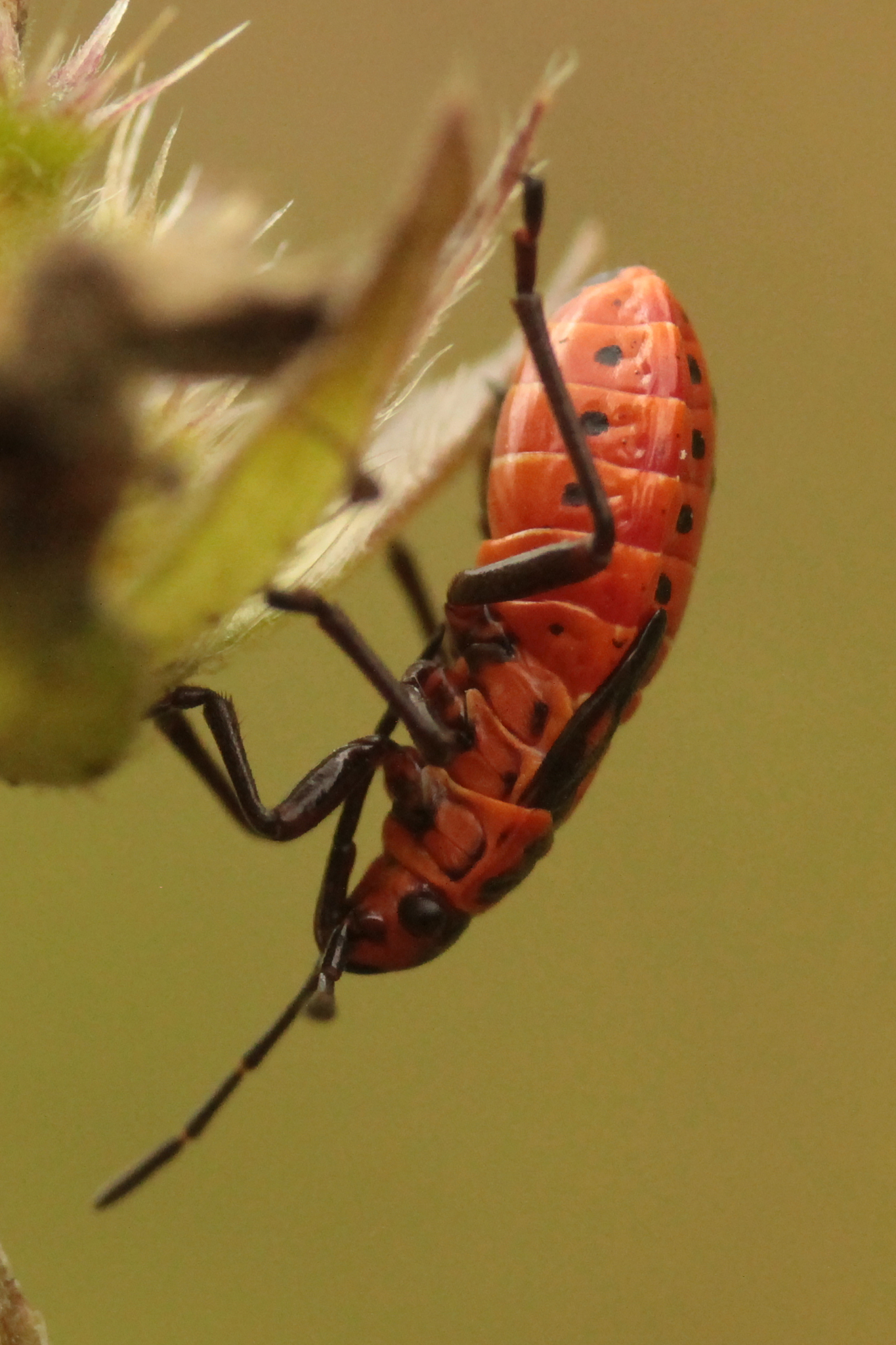 checkered bug --- stone lygé (spilostethus saxatilis)