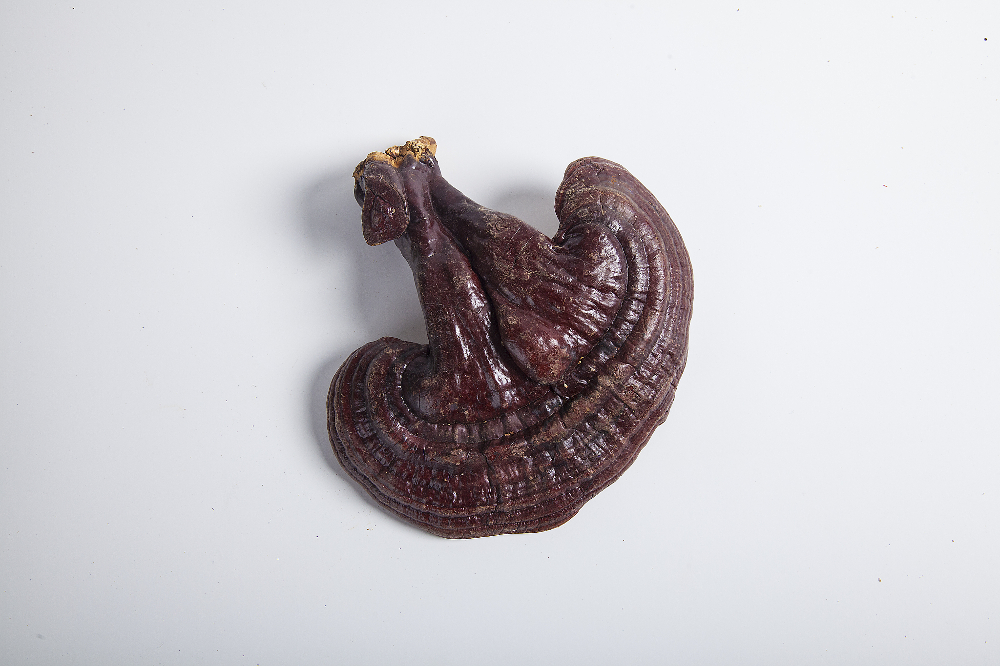 甘肃中医学校2022年招生简章