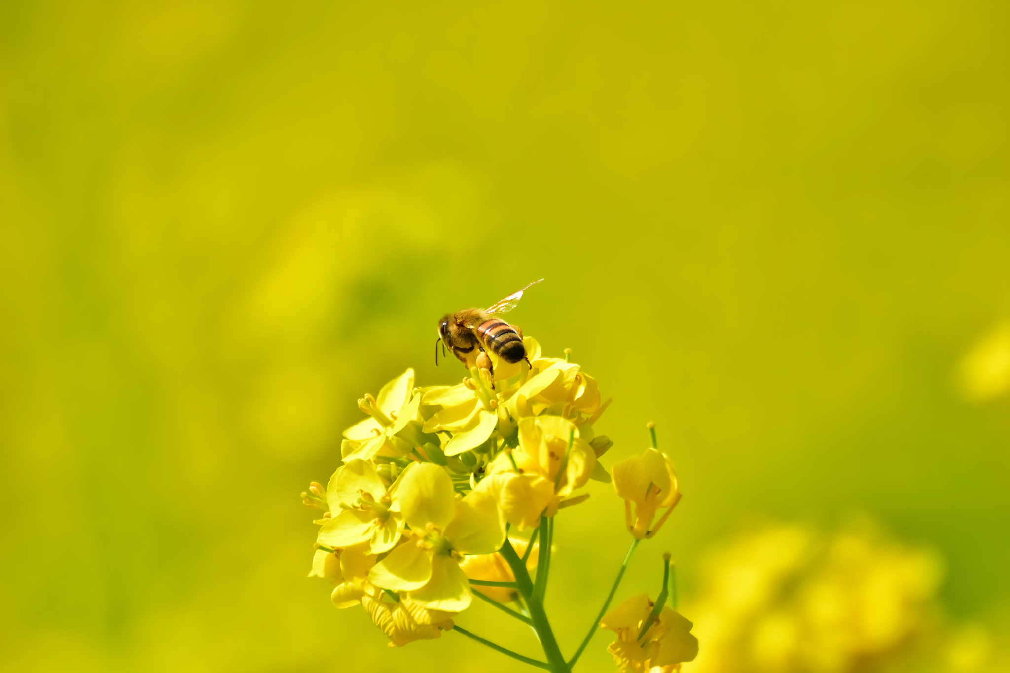 油菜花粉有什么作用