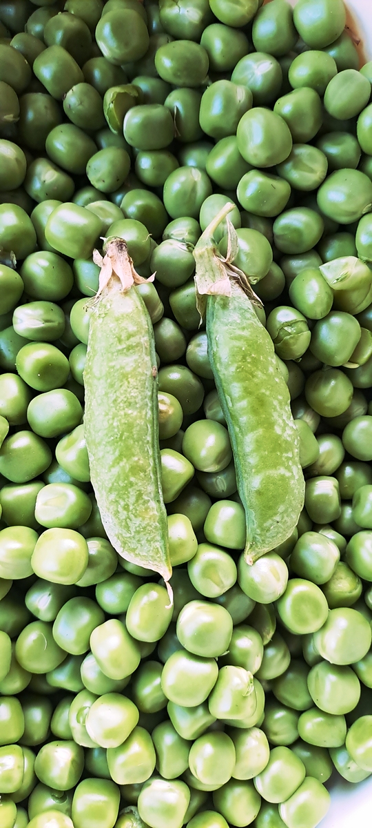 筋豆是四季豆吗？揭秘两种豆类的区别与联系