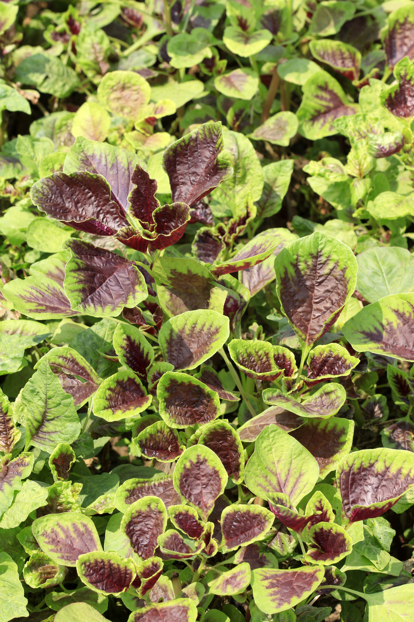 曲靖农校2019年五年一贯制大专招生专业一览表