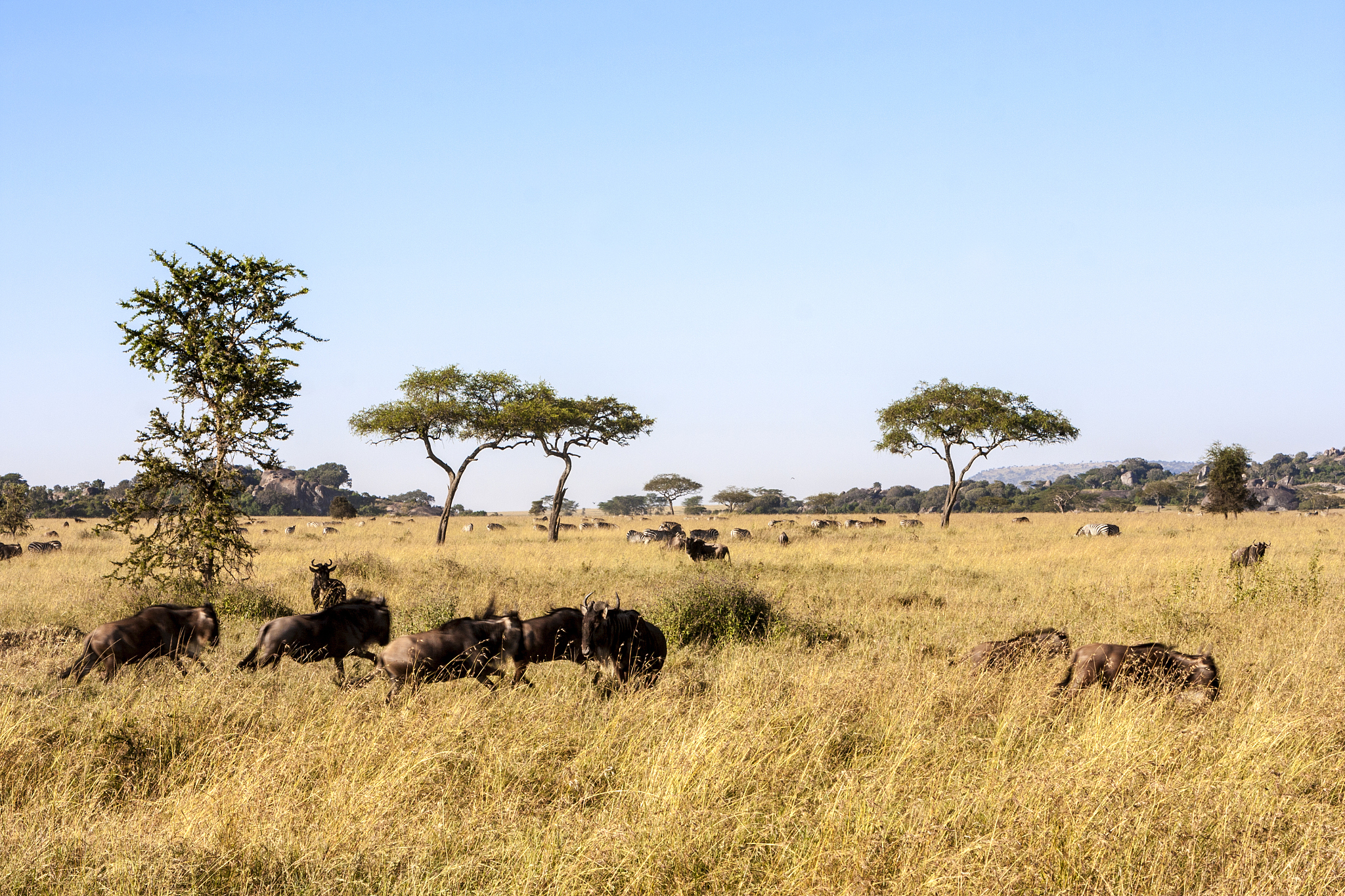 running wildebeests