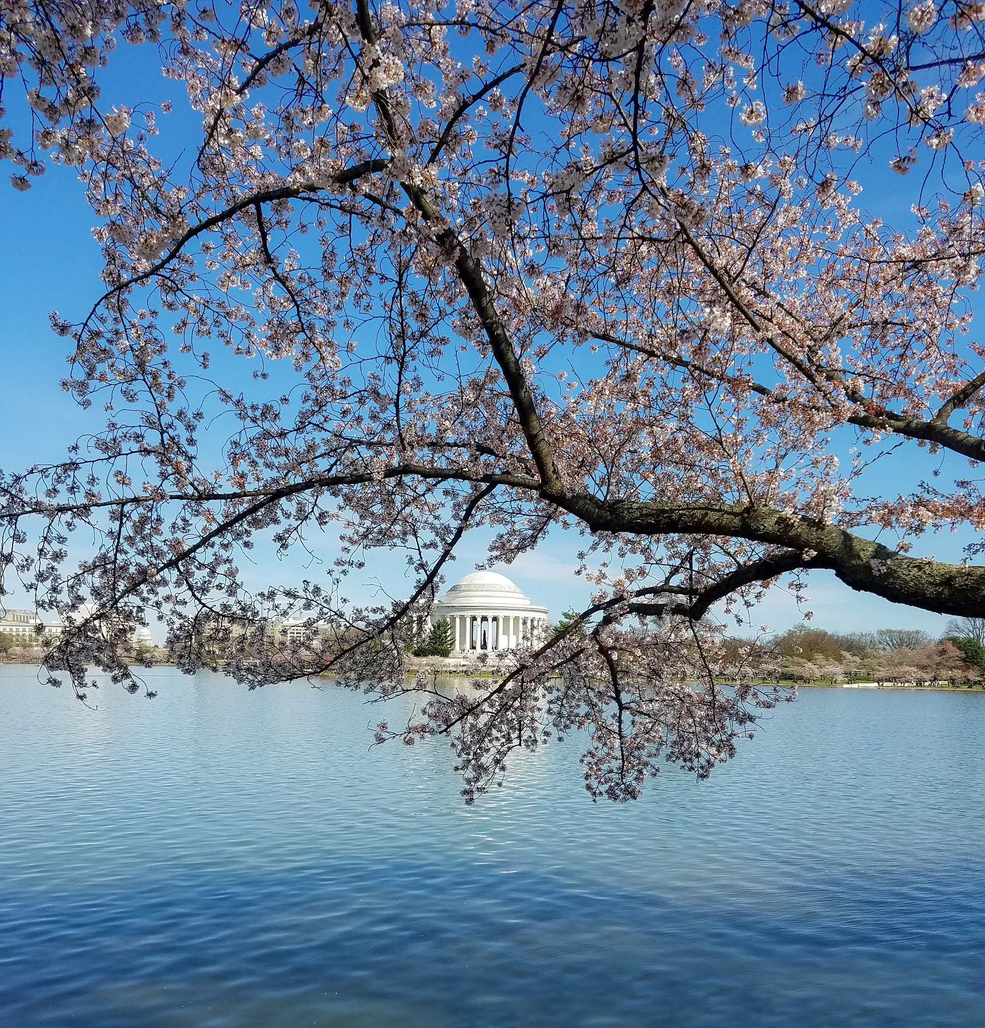 华盛顿砍过樱桃树吗？真相大揭秘！