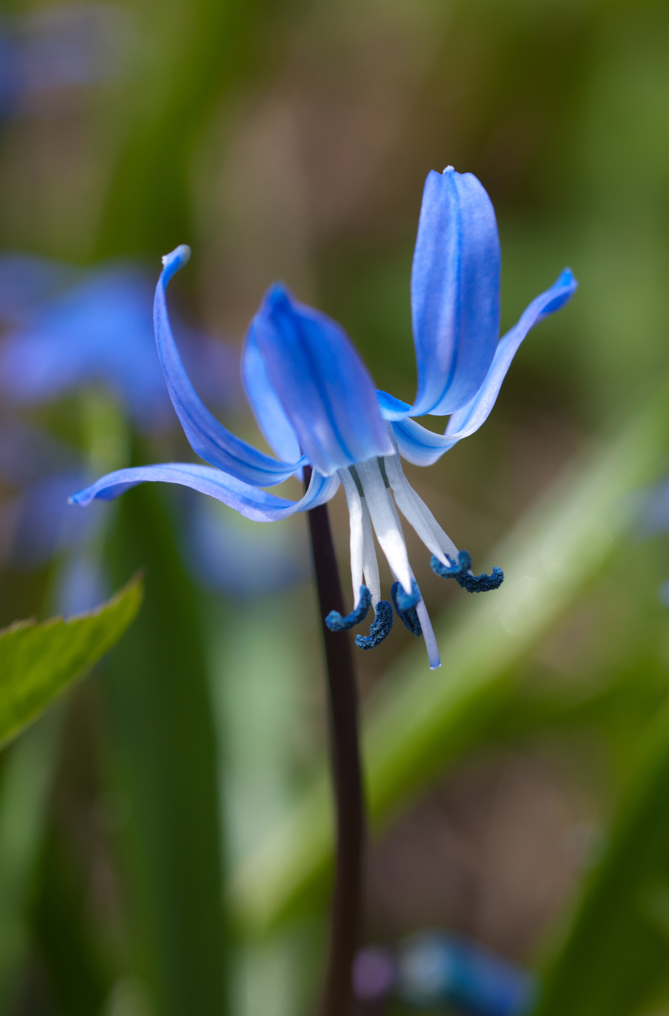 blue beauty