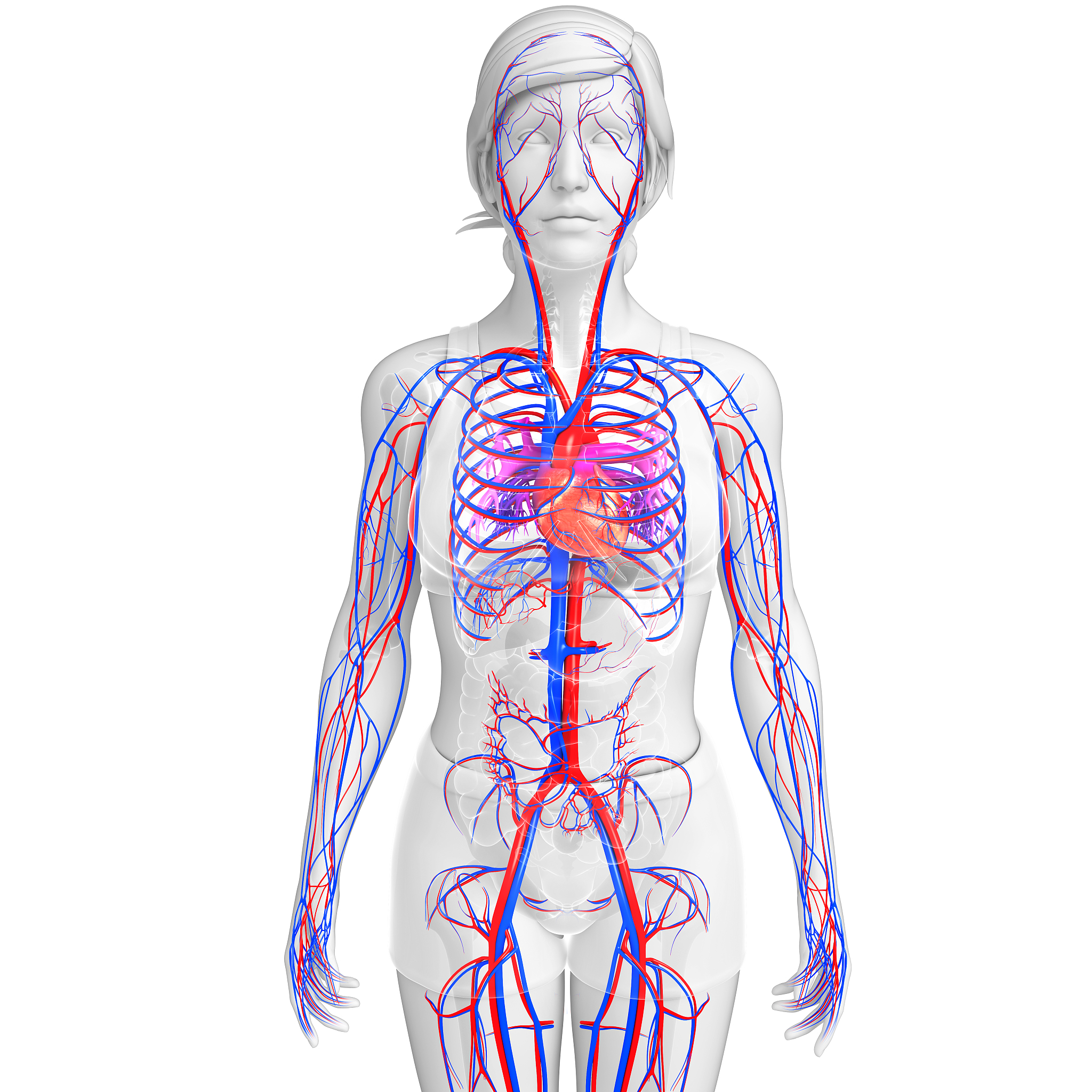 肺动脉和肺静脉是如何连接的？ - 肺循环全解析